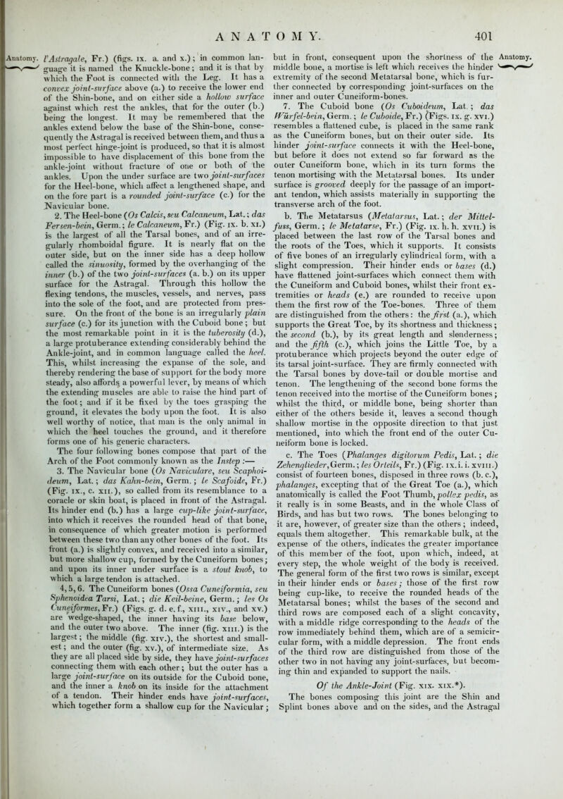 Anatomy. VAstragale, Fr.) (figs. ix. a. and x.); in common lan- V^^ guage it is named the Knuckle-bone; and it is that by which the Foot is connected with the Leg. It has a convex joint-surface above (a.) to receive the lower end of the Shin-bone, and on either side a holloiv surface against which rest the ankles, that for the outer (b.) being the longest. It may be remembered that the ankles extend below the base of the Shin-bone, conse- quently the Astragal is received between them, and thus a most perfect hinge-joint is produced, so that it is almost impossible to have displacement of this bone from the ankle-joint without fracture of one or both of the ankles. Upon the under surface are two joint-surfaces for the Heel-bone, whicli affect a lengthened shape, and on the fore part is a rounded joint-surface (c.) for the Navicular bone. 2. The Heel-bone (Os Calcis, seu Calcaneum, Lat.; das Fersen-bein, Germ.; le Calcaneum, Fr.) (Fig. ix. b. xi.) is the largest of all the Tarsal bones, and of an irre- gularly rhomboidal figure. It is nearly flat on the outer side, but on the inner side has a deep hollow called the sinuosity, formed by the overhanging of the inner (b.) of the two joint-surfaces (a. b.) on its upper surface for the Astragal. Through this hollow the flexing tendons, the muscles, vessels, and nerves, pass into the sole of the foot, and are protected from pres- sure. On the front of the bone is an irregularly plain surface (c.) for its junction with the Cuboid bone ; but the most remarkable point in it is the tuberosity (d.), a large protuberance extending considerably behind the Ankle-joint, and in common language called the lieel. This, whilst increasing the expanse of the sole, and thereby rendering the base of support for the body more steady, also affords a powerful lever, by means of which the extending muscles are able to raise the hind part of the foot; and if it be fixed by the toes grasping the ground, it elevates the body upon the foot. It is also well worthy of notice, that man is the only animal in which the heel touches the ground, and it therefore forms one of his generic characters. The four following bones compose that part of the Arch of the Foot commonly known as the Instep :— 3. The Navicular bone {Os Naviculare, seu Scaphoi- deum, Lat.; das Kahn-bein, Germ.; le Scafoide, Fr.) (Fig. ix., c. xii.), so called from its resemblance to a coracle or skin boat, is placed in front of the Astragal. Its hinder end (b.) has a large cup-like joint-surface, into which it receives the rounded head of that bone, in consequence of which greater motion is performed between these two than any other bones of the foot. Its front (a.) is slightly convex, and received into a similar, but more shallow cup, formed by the Cuneiform bones; and upon its inner under surface is a stout knob, to which a large tendon is attached. 4,5,6. The Cuneiform bones (Ossa Cuneiformia, seu Sphenoidea Tarsi, Lat.; die Kcil-beine, Germ.; les Os Cuneiformes, Fr.) (Figs. g. d. e. f, xni., xiv., and xv.) are wedge-shaped, the inner having its base below, and the outer two above. The inner (fig. xm.) is the largest; the middle (fig. xiv.), the shortest and small- est ; and the outer (fig. xv.), of intermediate size. As they are all placed side by side, they have joint-su rfaces connecting them with each other ; but the outer has a large joint-surface on its outside for the Cuboid bone, and the inner a knob on its inside for the attachment of a tendon. Their hinder ends have joint-surfaces, which together form a shallow cup for the Navicular; but in front, consequent upon the shortness of the Anatomy, middle bone, a mortise is left which receives the hinder v—v--'' extremity of the second Metatarsal bone, which is fur- ther connected by corresponding joint-surfaces on the inner and outer Cuneiform-bones. 7. The Cuboid bone (Os Cuboideum, Lat.; das fV'urfel-bein, Germ.; le Cuboide, Fr.) (Figs. ix. g. xvi.) resembles a flattened cube, is placed in the same rank as the Cuneiform bones, but on their outer side. Its hinder joint-surface connects it with the Heel-bone, but before it does not extend so far forward as the outer Cuneiform bone, which in its turn forms the tenon mortising with the Metatarsal bones. Its under surface is grooved deeply for the passage of an import- ant tendon, which assists materially in supporting the transverse arch of the foot. b. The Metatarsus (Metatarsus, Lat.; der Mittel- fuss, Germ.; le Metatarse, Fr.) (Fig. ix. h. h. xvu.) is placed between the last row of the Tarsal bones and the roots of the Toes, which it supports. It consists of five bones of an irregularly cylindrical form, with a slight compression. Their hinder ends or bases (d.) have flattened joint-surfaces which connect them with the Cuneiform and Cuboid bones, whilst their front ex- tremities or heads (e.) are rounded to receive upon them the first row of the Toe-bones. Three of them are distinguished from the others: the first (a.), which supports the Great Toe, by its shortness and thickness; the second (b.), by its great length and slenderness; and the fifth (a), which joins the Little Toe, by a protuberance which projects beyond the outer edge of its tarsal joint-surface. They are firmly connected with the Tarsal bones by dove-tail or double mortise and tenon. The lengthening of the second bone forms the tenon received into the mortise of the Cuneiform bones; whilst the third, or middle bone, being shorter than either of the others beside it, leaves a second though shallow mortise in the opposite direction to that just mentioned, into which the front end of the outer Cu- neiform bone is locked. c. The Toes (Phalanges digitorum Pedis, Lat.; die Zehenglieder,Germ.; les Orleils, Fr.) (Fig. ix.i. i. xvm.) consist of fourteen bones, disposed in three rows (b. c), phalanges, excepting that of the Great Toe (a.), which anatomically is called the Foot Thumb, pollex pedis, as it really is in some Beasts, and in the whole Class of Birds, and has but two rows. The bones belonging to it are, however, of greater size than the others ; indeed, equals them altogether. This remarkable bulk, at the expense of the others, indicates the greater importance of this member of the foot, upon which, indeed, at every step, the whole weight of the body is received. The general form of the first two rows is similar, except in their hinder ends or bases; those of the first row being cup-like, to receive the rounded heads of the Metatarsal bones; whilst the bases of the second and third rows are composed each of a slight concavity, with a middle ridge corresponding to the heads of the row immediately behind them, which are of a semicir- cular form, with a middle depression. The front ends of the third row are distinguished from those of the other two in not having any joint-surfaces, but becom- ing thin and expanded to support the nails. Of the Ankle-Joint (Fig. xix. xix.*). The bones composing this joint are the Shin and Splint bones above and on the sides, and the Astragal