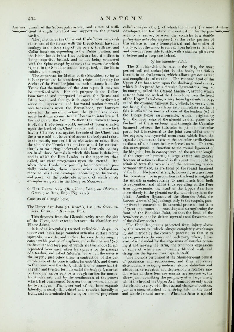 Anatomy, branch of the Subscapular artery, and is not of suffi- v—^r—' cient strength to afford any support to the glenoid cavity. The junction of the Collar and Blade bones with each other, and of the former with the Breast-bone, has some analogy to the bony ring of the pelvis, the Breast and Collar bones corresponding to the Pubic portion, and the Blade-bones to the Iliac portion ; but it differs in being imperfect behind, and in not being connected with the Spine except by muscle : the reason for which is, that in the Shoulder motion is required, in the Basin solidity and strength. The apparatus tor Motion at the Shoulder, so far as it is at present to be considered, relates to keeping the Socket of the Shoulder-joint at such distance from the Trunk that the motions of the Arm upon it may not be interfered with. For this purpose is the Collar- bone formed and interposed between the Breast and Blade bone ; and though it is capable of performing elevation, depression, and horizontal motion forwards and backwards upon the Breast-bone, yet however powerful the muscular action, the glenoid cavity can never be drawn so near to the Chest as to interfere with the motions of the Arm. Without the Clavicle to keep it off, the Blade-bone would, instead of being situated upon the back of the Chest, as it is in all animals which have a Clavicle, rest against the side of the Chest, and the Arm could not be carried across the body and raised to the mouth, nor could it be abducted or raised from the side of the Trunk : its motions would be confined simply to swinging backwards and forwards, as they are in all those Animals in which this bone is deficient, and in which the Fore Limbs, as the upper are then called, are mere progressors upon the ground. But when these Limbs are partially locomotive and par- tially prehensile, there always exists a Collar-bone more or less fully developed according to the variety and power of the prehensile actions, of which ample examples are given in the Essay on Zoology. 2. The Upper Arm (Brachium, Lat. Germ.; le Bras, Ft.) (Fig. xxn.) Consists of a single bone. die Oberarm, The Upper Arm-bone (Os Brachii, Lat.; die Oberurm- bein, Germ. ; f Humerus, Ft.). This depends from the Glenoid cavity upon the side of the Chest, and extends between the Shoulder and Elbow Joints. It is of an irregularly twisted cylindrical shape ; its upper end has a large rounded articular surface facing upwards, inwards, and rather backwards, forming a considerable portion of a sphere, and called the head (a.), to the outer and fore part of which are two knobs (b. c), separated from each other by a groove for the passage of a tendon, and called tubercles, of which the outer is the larger ; just below these, a contraction of the cir- cumference of the bone is called its neck (d.), and thence to the lower end the shaft, which is of a somewhat tri- angular and twisted form, is called the body (e ), marked on the outer upper part by a rough surface for muscu- lar attachment, and by the continuance of the groove which had commenced between the tubercles, bounded by two ridges. The lower end of the bone expands laterally, is nearly flat behind and rounded laterally in front, and is terminated below by two lateral projections called condy'cs (f. g.), of which the inner (f.)' is most Anatomy developed, and has behind it a vertical pit for the pas- s— sage of a nerve; between the condyles is a double pulley-like articular surface (i.): the outer portion of this surface is nearly hemispherical and the smaller of the two, but the inner is convex from before to behind, and concave from side to side, with a shallow pit above it before and a deep one behind. Of the Shoulder-Joint. The Shoulder-Joint is, next to the Hip, the most perfect ball-and-socket-joint in the body, but differs from it in its shallowness, which allows greater extent and complication of motion. The rounded head of the Upper Arm-bone rests upon the shallow glenoid cavity, which is deepened by a circular ligamentous ring at its margin, called the Glenoid Ligament, around which extends from the neck of the Blade-bone, over the head of the Upper Arm-bone, a very loose ligamentous bag, called the capsular ligament (b.), which, however, does not bring the bony surfaces into immediate contact: this is effected by means of one of the tendons (c.) of the Biceps flexor cubiti-muscle, which, originating from the upper edge of the glenoid cavity, passes over the head of the Arm-bone, and through the Capsular ligament between the tubercles to join its muscular part; but it is external to the joint even whilst within the capsule, the synovial membrane which lines the capsular ligament and covers the articular cartilaginous surfaces of the bones being reflected on it. This ten- don corresponds in function to the round ligament of the hip-joint, but in consequence of the greater length of the capsular ligament, a large extent and greater freedom of action is allowed in this joint than could be admitted were the two ends of the connecting tendon permanently fixed, as are those of the round ligament of the hip. No loss of strength, however, accrues from this formation ; for in proportion as the hand is weighted this muscle in endeavouring to raise it acts from both its extremities, and whilst thus operating on the Fore Arm approximates the head of the Upper Arm-bone more closely to the glenoid cavity, and strengthens the joint. Another ligament of the Shoulder-Joint, the Coraco-Acromial (a.), belongs only to the scapula, pass- ing from its coracoid to its acromial process; but it is of great importance as protecting and strengthening the front of the Shoulder-Joint, so that the head of the Arm-bone cannot be driven upwards and forwards out of the shallow socket. The Shoulder-joint is protected from injury above by the acromion, which almost completely overhangs it, and in front by the coracoid process; so that it is only exposed on the outer and back part, where, how- ever, it is defended by the large mass of muscles cover- ing it and moving the Arm, the tendinous expansions of some of which are intimately blended with and strengthen the ligamentous capsule itself. The motions performed at the Shoulder-joint consist of procession and retrocession, and their successive alternations, a swinging motion ; also of abduction and adduction, or elevation and depression ; a rotatory mo- tion when all these four movements are successive, the elbow-joint describing the periphery of a large circle, whilst the head of the Upper Arm-bone moves only upon the glenoid cavity, with little actual change of position, just as a stone attached to a string held in the hand and whirled round moves. When the Arm is upheld