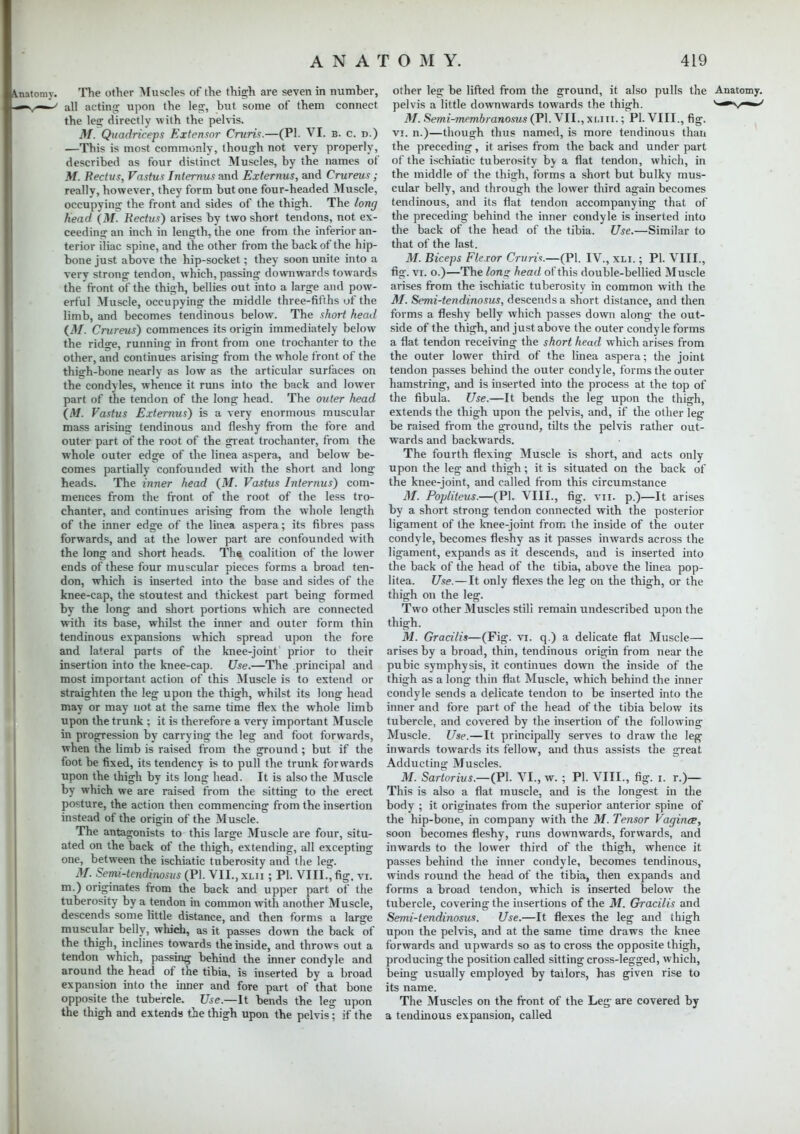 Anatomy. The other Muscles of the thigh are seven in number, v^-/ all acting upon the leg, but some of them connect the le<r directly with the pelvis. M. Quadriceps Extensor Cruris.—(PI. VI. b. c. d.) —This is most commonly, though not very properly, described as four distinct Muscles, by the names of M. Rectus, Vastus Jnternus and Externus, and Crureus; really, however, they form but one four-headed Muscle, occupying the front and sides of the thigh. The long head {M. Rectus) arises by two short tendons, not ex- ceeding an inch in length, the one from the inferior an- terior iliac spine, and the other from the back of the hip- bone just above the hip-socket; they soon unite into a very strong tendon, which, passing downwards towards the front of the thigh, bellies out into a large and pow- erful Muscle, occupying the middle three-fifths of the limb, and becomes tendinous below. The short head (M. Crureus) commences its origin immediately below the ridge, running in front from one trochanter to the other, and continues arising from the whole front of the thigh-bone nearly as low as the articular surfaces on the condyles, whence it runs into the back and lower part of the tendon of the long head. The outer head (M. Vastus Externus) is a very enormous muscular mass arising tendinous and fleshy from the fore and outer part of the root of the great trochanter, from the whole outer edge of the linea aspera, and below be- comes partially confounded with the short and long heads. The inner head (M. Vastus Internus) com- mences from the front of the root of the less tro- chanter, and continues arising from the whole length of the inner edge of the linea aspera; its fibres pass forwards, and at the lower part are confounded with the long and short heads. The coalition of the lower ends of these four muscular pieces forms a broad ten- don, which is inserted into the base and sides of the knee-cap, the stoutest and thickest part being formed by the long and short portions which are connected with its base, whilst the inner and outer form thin tendinous expansions which spread upon the fore and lateral parts of the knee-joint prior to their insertion into the knee-cap. Use.—The principal and most important action of this Muscle is to extend or straighten the leg upon the thigh, whilst its long head may or may not at the same time flex the whole limb upon the trunk ; it is therefore a very important Muscle in progression by carrying the leg and foot forwards, when the limb is raised from the ground; but if the foot be fixed, its tendency is to pull the trunk forwards upon the thigh by its long head. It is also the Muscle by which we are raised from the sitting to the erect posture, the action then commencing from the insertion instead of the origin of the Muscle. The antagonists to this large Muscle are four, situ- ated on the back of the thigh, extending, all excepting one, between the ischiatic tuberosity and the leg. M. Semi-tendinosus (PI. VII., xlii ; PI. VIII., fig. vi. m.) originates from the back and upper part of the tuberosity by a tendon in common with another Muscle, de cends some little distance, and then forms a large muscular belly, which, as it passes down the back of the thigh, inclines towards the inside, and throws out a tendon which, passing behind the inner condyle and around the head of the tibia, is inserted by a broad expansion into the inner and fore part of that bone opposite the tubercle. Use.—It bends the leg upon the thigh and extends the thigh upon the pelvis; if the other leg be lifted from the ground, it also pulls the Anatomy, pelvis a little downwards towards the thigh. \^<^m^> M. Semi-membranosus (PI. VII., xliii. ; PI. VIII., fig. vi. n.)—though thus named, is more tendinous than the preceding, it arises from the back and under part of the ischiatic tuberosity by a flat tendon, which, in the middle of the thigh, forms a short but bulky mus- cular belly, and through the lower third again becomes tendinous, and its flat tendon accompanying that of the preceding behind the inner condyle is inserted into the back of the head of the tibia. Use.—Similar to that of the last. M. Biceps Flexor Cruris.—(PI. IV., xli. ; PI. VIII., fig. vi. o.)—The Ions; head of this double-bellied Muscle arises from the ischiatic tuberosity in common with the M. Semi-tendinosus, descends a short distance, and then forms a fleshy belly which passes down along the out- side of the thigh, and just above the outer condyle forms a flat tendon receiving the short head which arises from the outer lower third of the linea aspera; the joint tendon passes behind the outer condyle, forms the outer hamstring, and is inserted into the process at the top of the fibula. Use.—It bends the leg upon the thigh, extends the thigh upon the pelvis, and, if the other leg be raised from the ground, tilts the pelvis rather out- wards and backwards. The fourth flexing Muscle is short, and acts only upon the leg and thigh; it is situated on the back of the knee-joint, and called from this circumstance M. Popliteus.—(PI. VIII., fig. vn. p.)—It arises by a short strong tendon connected with the posterior ligament of the knee-joint from the inside of the outer condyle, becomes fleshy as it passes inwards across the ligament, expands as it descends, and is inserted into the back of the head of the tibia, above the linea pop- litea. Use. — It only flexes the leg on the thigh, or the thigh on the leg. Two other Muscles stili remain undescribed upon the thigh. M. Gracilis—(Fig. vi. q.) a delicate flat Muscle— arises by a broad, thin, tendinous origin from near the pubic symphysis, it continues down the inside of the thigh as a long thin flat Muscle, which behind the inner condyle sends a delicate tendon to be inserted into the inner and fore part of the head of the tibia below its tubercle, and covered by the insertion of the following Muscle. Use.—It principally serves to draw the leg inwards towards its fellow, and thus assists the great Adducting Muscles. M. Sartorius.—(PI. VI., w. ; PI. VIII., fig. i. r.)— This is also a flat muscle, and is the longest in the body ; it originates from the superior anterior spine of the hip-bone, in company with the M. Tensor Vagince, soon becomes fleshy, runs downwards, forwards, and inwards to the lower third of the thigh, whence it passes behind the inner condyle, becomes tendinous, winds round the head of the tibia, then expands and forms a broad tendon, which is inserted below the tubercle, covering the insertions of the M. Gracilis and Semi-tendinosus. Use.—It flexes the leg and thigh upon the pelvis, and at the same time draws the knee forwards and upwards so as to cross the opposite thigh, producing the position called sitting cross-legged, which, being usually employed by tailors, has given rise to its name. The Muscles on the front of the Leg are covered by a tendinous expansion, called