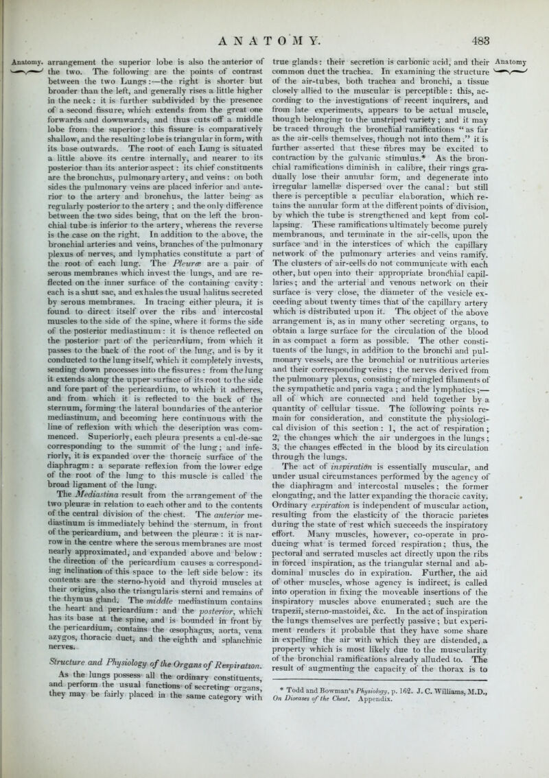 Anatomy, arrangement the superior lobe is also the anterior of the two. The following are the points of contrast between the two Lungs:—the right is shorter but broader than the left, and generally rises a little higher in the neck: it is further subdivided by the presence of a second fissure, which extends from the great one forwards and downwards, and thus cuts off a middle lobe from the superior: this fissure is comparatively shallow, and the resulting lobe is triangular in form, with its base outwards. The root of each Lung is situated a little above its centre internally, and nearer to its posterior than its anterior aspect: its chief constituents are the bronchus, pulmonary artery, and veins: on both sides the pulmonary veins are placed inferior and ante- rior to the artery and bronchus, the latter being as regularly posterior to the artery ; and the only difference between the two sides being, that on the left the bron- chial tube is inferior to the artery, whereas the reverse is the case on the right. In addition to the above, the bronchial arteries and veins, branches of the pulmonary plexus of nerves, and lymphatics constitute a part of the root of each lung. The Pleura are a pair of serous membranes which invest the lungs, and are re- flected on the inner surface of the containing cavity : each is a shut sac, aud exhales the usual halitus secreted by serous membranes. In tracing either pleura, it is found to direct itself over the ribs and intercostal muscles to the side of the spine, where it forms the side of the posterior mediastinum : it is thence reflected on the posterior part of the pericardium, from which it passes to the back of the root of the lung', and is by it conducted to the lung itself, which it completely invests, sending down processes into the fissures: from the lung it extends along the upper surface of its root to the side and fore part of the pericardium, to which it adheres, and from which it is reflected to the back of the sternum, forming the lateral boundaries of the anterior mediastinum, and becoming here continuous with the line of reflexion with which the description was com- menced. Superiorly, each pleura presents a cul-de-sac corresponding to the summit of the lung; and infe- riorly, it is expanded over the thoracic surface of the diaphragm: a separate reflexion from the lower edge of the root of the lung to this muscle is called the broad ligament of the lung. The Mediastina result from the arrangement of the two pleura? in relation to each other and to the contents of the central division of the chest. The anterior me- diastinum is immediately behind the sternum, in front of the pericardium, and between the pleurae : it is nar- row in the centre where the serous membranes are most nearly approximated, and expanded above and below: the direction of the pericardium causes a correspond- ing inclination, of this space to the left side below: its contents are the sterno-hyoid and thyroid muscles at their origins, also the triangularis sterrii and remains of the thymus gland. The middle mediastinum contains the heart and pericardium: and the -posterior, which has its base at the spine, and is bounded in front by the pericardium, contains the oesophagus, aorta, vena azygos, thoracic duct, and the eighth' and splanchnic nerves. Structure and Physiology of the Organs of Respiration. As the lungs possess all the ordinary constituents, and perform the usual functions of secreting organs they may be fairly placed in the same category'with true glands: their secretion is carbonic acid, and their Anatomy common duct the trachea. In examining the structure of the air-tubes, both trachea and bronchi, a tissue closely allied to the muscular is perceptible : this, ac- cording to the investigations of recent inquirers, and from late experiments, appears to be actual muscle, though belonging to the unstriped variety ; and it may be traced through the bronchial ramifications  as far as the air-cells themselves, though not into them ; it is further asserted that these fibres may be excited to contraction by the galvanic stimulus.* As the bron- chial ramifications diminish in calibre, their rings gra- dually lose their annular form, and degenerate into irregular lamella? dispersed over the canal: but still there is perceptible a peculiar elaboration, which re- tains the annular form at the different points of division, by which the tube is strengthened and kept from col- lapsing. These ramifications ultimately become purely membranous, and terminate in the air-cells, upon the surface and in the interstices of which the capillary network of the pulmonary arteries and veins ramify. The clusters of air-cells do not communicate with each other, but open into their appropriate broncnial capil- laries ; and the arterial and venous network on their surface is very close, the diameter of the vesicle ex- ceeding about twenty times that of the capillary artery which is distributed upon it. Tht object of the above arrangement is, as in many other secreting organs, to obtain a large surface for the circulation of the blood in as compact a form as possible. The other consti- tuents of the lungs, in addition to the bronchi and pul- monary vessels, are the bronchial or nutritious arteries and their corresponding veins; the nerves derived from the pulmonary plexus, consisting of mingled filaments of the sympathetic and paria vaga ; and the lymphatics;— all of which are connected and held together by a quantity of cellular tissue. The following points re- main for consideration, and constitute the physiologi- cal division of this section : ], the act of respiration; 2, the changes which the air undergoes in the lungs; 3, the changes effected in the blood by its circulation through the lungs. The act of inspiration is essentially muscular, and under usual circumstances performed by the agency of the diaphragm and intercostal muscles; the former elongating, and the latter expanding the thoracic cavity. • Ordinary expiration is independent of muscular action, resulting from the elasticity of the thoracic parietes during the state of rest which succeeds the inspiratory effort. Many muscles, however, co-operate in pro- ducing what is termed forced respiration; thus, the pectoral and serrated muscles act directly upon the ribs in forced inspiration, as the triangular sternal and ab- dominal muscles do in expiration. Further, the aid of other muscles, whose agency is indirect, is called into operation in fixing the moveable insertions of the inspiratory muscles above enumerated; such are the trapezii, sterno-mastoidei, &c. In the act of inspiration the lungs themselves are perfectly passive; but experi- ment renders it probable that they have some share in expelling the air with which they are distended, a property which is most likely due to the muscularity of the bronchial ramifications already alluded to. The result of augmenting the capacity of the thorax is to * Todd and Bowman's Physiology, p. 162. J. C. Williams, M.D., On Diseases of the Chest. Appendix.