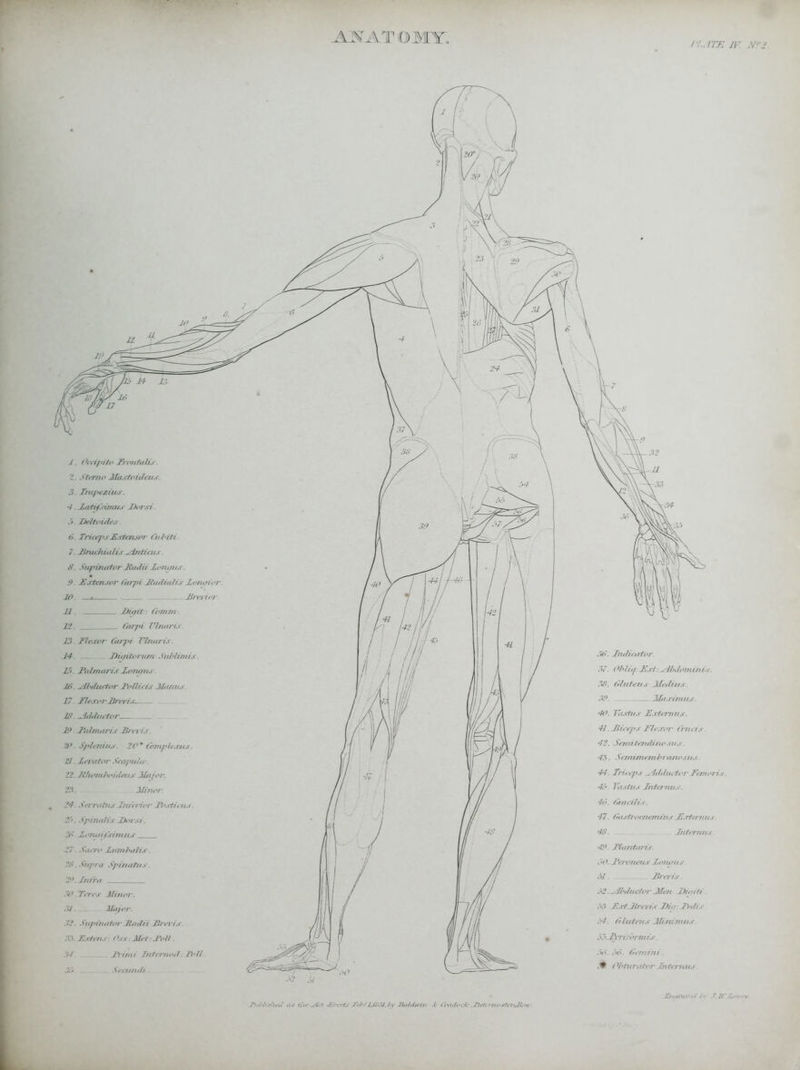 10 _A==^ 1. Ocdpitf frontalis, t. Staito Jla.rti'ith u.w '3 Iiapezins. 7. latifi-iinns Darsi. :>. ZM&aidar. 6. Triceps E.rtat.for Oibiti 7. 17raciiinli.< ^Intiats. />'. Supinator liailii loTUflis. 9. I7.rtrn.yor Carpi Hadia/rs TLontrior. IP . Brerior. 11. Ditiit Gynun. IX. Carpi Pbutrir. ./.'; Tteavr Carpi Xtnaris. 14. Diaitoram Subtimis. L'i I'll!maris lomnts Ifi. ^/Murtor ToBids Miums. 17 J7e.ro?-firms. Ml'. ^lili/iti-tor _ 1°. fialmaris JBrrris. 3. Splenitis. 20* CbmpU.-cus. 21. lerator Scapultr. 22. Hh&mboideus Major. 23. . Minor. 24. Serratns Inferior Tosticits. 3. Spinalis Dcrsi. 2C lojutiiWinuis .V . Seurt1 LliTrthalis. ZB. Sttpra Spin/itits. 2°. Infra ~*> Teres Minor. 7U. . JLi/or. .72. Supinator MaSiz Hreiis. X'.. 17.rt. ns l i Met: Toll. M. firimi Interno,1: Co//. 3&. Srou/nii. .AX AT OMY. Tuhhthnt at Aetata Ortrtt r<b?JJB!ll.ty Baldwin .<■ Crudod* .TRrti to'Mj^w