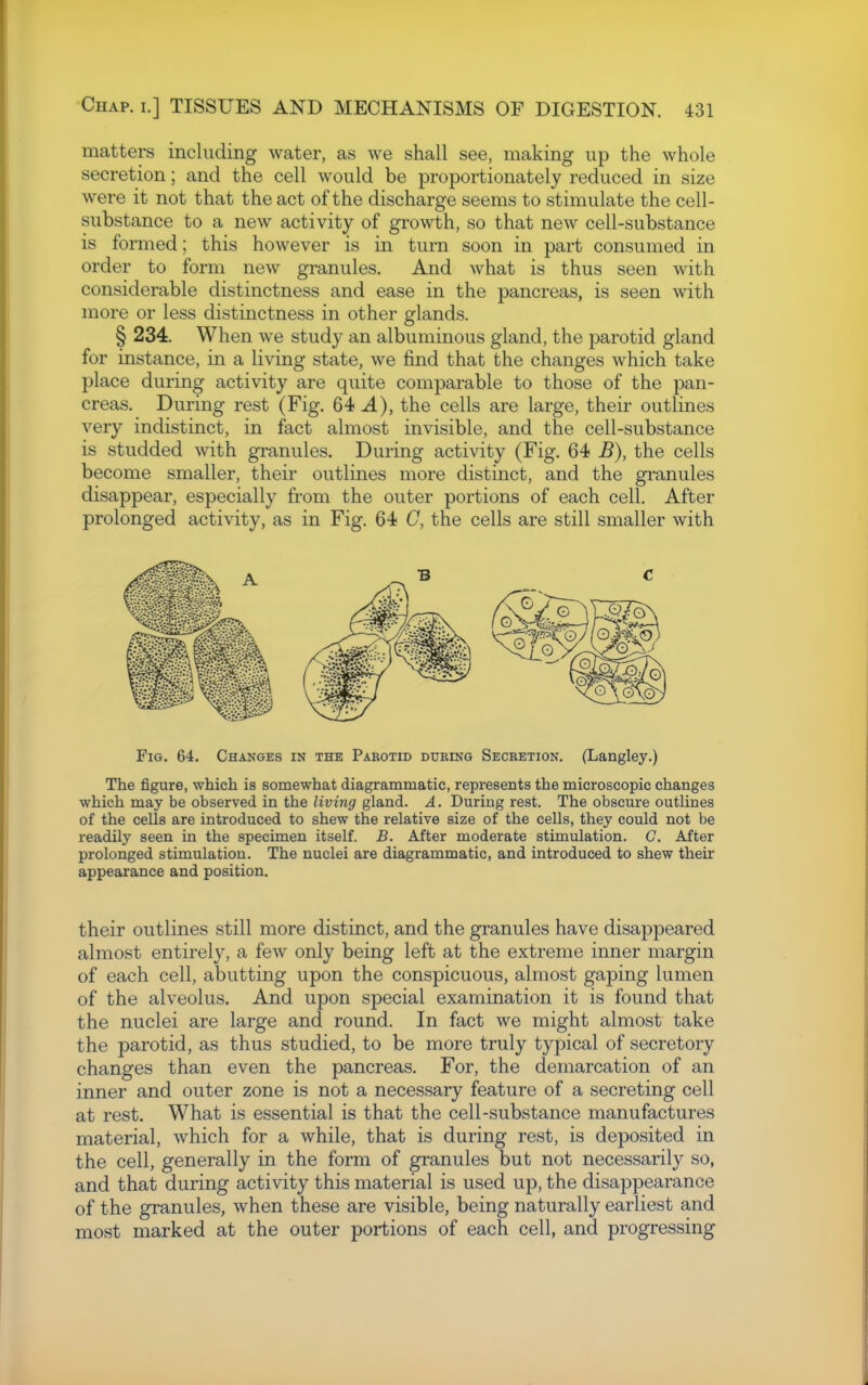 matters including water, as we shall see, making up the whole secretion; and the cell would be proportionately reduced in size were it not that the act of the discharge seems to stimulate the cell- substance to a new activity of growth, so that new cell-substance is formed; this however is in turn soon in part consumed in order to form new granules. And what is thus seen with considerable distinctness and ease in the pancreas, is seen with more or less distinctness in other glands. § 234. When we study an albuminous gland, the parotid gland for instance, in a living state, we find that the changes which take place during activity are quite comparable to those of the pan- creas. During rest (Fig. 64 A), the cells are large, their outlines very indistinct, in fact almost invisible, and the cell-substance is studded with granules. During activity (Fig. 64 B), the cells become smaller, their outlines more distinct, and the gi*anules disappear, especially from the outer portions of each cell. After prolonged activity, as in Fig. 64 G, the cells are still smaller with Fig. 64. Changes in the Paeotid during Secretion. (Langley.) The figure, which is somewhat diagrammatic, represents the microscopic changes which may be observed in the living gland. A. During rest. The obscure outlines of the cells are introduced to shew the relative size of the cells, they could not be readily seen in the specimen itself. B. After moderate stimulation. C. After prolonged stimulation. The nuclei are diagrammatic, and introduced to shew their appearance and position. their outlines still more distinct, and the granules have disappeared almost entirely, a few only being left at the extreme inner margin of each cell, abutting upon the conspicuous, almost gaping lumen of the alveolus. And upon special examination it is found that the nuclei are large and round. In fact we might almost take the parotid, as thus studied, to be more truly typical of secretory changes than even the pancreas. For, the demarcation of an inner and outer zone is not a necessary feature of a secreting cell at rest. What is essential is that the cell-substance manufactures material, which for a while, that is during rest, is deposited in the cell, generally in the form of granules but not necessarily so, and that during activity this material is used up, the disappearance of the granules, when these are visible, being naturally earliest and most marked at the outer portions of each cell, and progressing