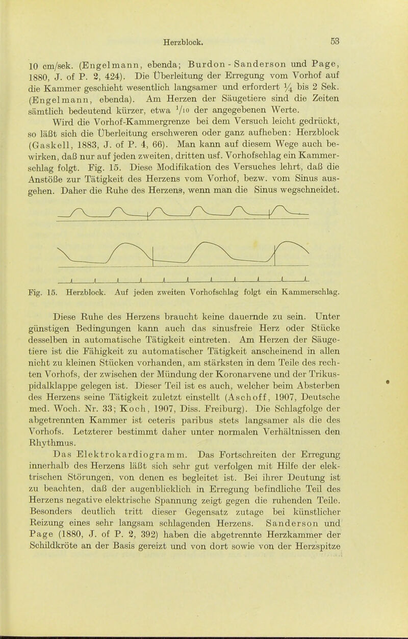 10 cm/sek. (Engelmann, ebenda; Burdon - Sanderson und Page, 1880, J. of P. 2, 424). Die Uberleitimg der Erregung vom Vorhof auf die Kammer geschieht wesentlich langsamer und erfordert bis 2 Sek. (Engelmann, ebenda). Am Herzen der Säugetiere sind die Zeiten sämtlich bedeutend kürzer, etwa V' der angegebenen Werte. Wird die Vorhof-Kammergrenze bei dem Versuch leicht gedrückt, so läßt sich die Überleitung erschweren oder ganz aufheben: Herzblock (Gaskell, 1883, J. of P. 4, 66). Man kann auf diesem Wege auch be- wirken, daß nur auf jeden zweiten, dritten usf. Vorhofschlag ein Kammer- schlag folgt. Fig. 15. Diese Modifikation des Versuches lehrt, daß die Anstöße zur Tätigkeit des Herzens vom Vorhof, bezw. vom Sinus aus- gehen. Daher die Ruhe des Herzens, wenn man die Sinus wegschneidet. I h » I Ii < ( ( < « L Fig. 15. Herzblock. Auf jeden zweiten Vorhofschlag folgt ein Kammerschlag. Diese Ruhe des Herzens braucht keine dauernde zu sein. Unter günstigen Bedingungen kann auch das sinusfreie Herz oder Stücke desselben in automatische Tätigkeit eintreten. Am Herzen der Säuge- tiere ist die Fähigkeit zu automatischer Tätigkeit anscheinend in allen nicht zu kleinen Stücken vorhanden, am stärksten in dem Teüe des rech- ten Vorhofs, der zwischen der Mündung der Koronarvene und der Trikus- pidalklappe gelegen ist. Dieser Teil ist es auch, welcher beim Ab.sterben des Herzens seine Tätigkeit zuletzt einstellt (Aschoff, 1907, Deutsche med. Woch. Nr. 33; Koch, 1907, Diss. Freiburg). Die Schlagfolge der abgetrennten Kammer ist ceteris paribus stets langsamer als die des Vorhofs. Letzterer bestimmt daher unter normalen Verhältnissen den Rhythmus. Das Elektrokardiogramm. Das Fortschreiten der Erregung innerhalb des Herzens läßt sich sehr gut verfolgen mit HiKe der elek- trischen Störungen, von denen es begleitet ist. Bei ihrer Deutung ist zu beachten, daß der augenblicklich in Erregung befindUche Teil des Herzens negative elektrische Spannung zeigt gegen die ruhenden Teüe. Besonders deutlich tritt dieser Gegensatz zutage bei künstlicher Reizung eines sehr langsam schlagenden Herzens. Sanderson und Page (1880, J. of P. 2, 392) haben die abgetrennte Herzkammer der Schüdkröte an der Basis gereizt und von dort sowie von der Herzspitze