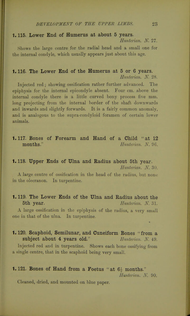1.115. Lower End of Humerus at about 5 years. Hunterian. N. 27. .Shows the Large centre for the radial head and a small one for the internal condyle, which usually appears just about this age. 1.116. The Lower End of the Humerus at 5 or 6 years. Hunterian. N. 28. Injected red; showing ossification rather further advanced. The epiphysis for the internal epicondyle absent. Four cm. above the internal condyle there is a little curved bony process five mm. long projecting from the internal border of the shaft downwards and inwards and .slightly forwards. It is a fairly common anomaly, and is analogous to the supra-condyloid foramen of certain lower animals. 1.117. Bones of Forearm and Hand of a Child at 12 months. Hunterian. N. 9G. 1.118. Upper Ends of Ulna and Radius about 5th year. Hunterian. N. 30. A large centre of ossification in the head of the radius, but none in the olecranon. In turpentine. 1.119. The Lower Ends of the Ulna and Radius about the 5th year. Hunterian. N. 3\. A large ossification in the epiphysis of the radius, a very small one in that of the ulna. In turpentine. * 1.120. Scaphoid, Semilunar, and Cuneiform Bones from a subject about 4 years old. Hunterian. N. 49. Injected red and in turpentine. Shows each bone ossifying from a single centre, that in the scaphoid being very small. 1.121. Bones of Hand from a Foetus at 6J, months. Hunterian. A\ 90. Gleaned, dried, and mounted on l)lue paper.