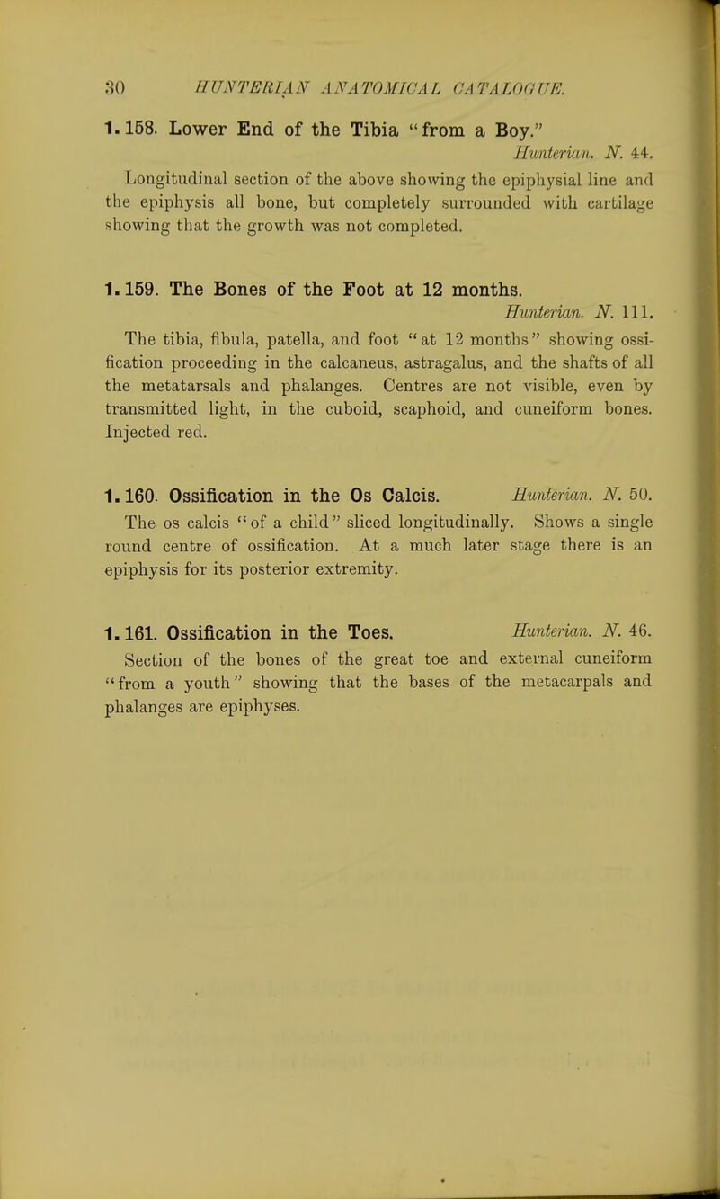 1.158. Lower End of the Tibia from a Boy. Jlunterian. N. 44. Longitudinal section of the above showing the epiphysial line and the epiphysis all bone, but completely surrounded with cartilage showing that the growth was not completed. 1.159. The Bones of the Foot at 12 months. Hunterian. N. 111. The tibia, fibula, patella, and foot at 12 months showing ossi- fication proceeding in the calcaneus, astragalus, and the shafts of all the metatarsals and phalanges. Centres are not visible, even by transmitted light, in the cuboid, scaphoid, and cuneiform bones. Injected red. 1.160. Ossification in the Os Oalcis. Hunterian. N. 50. The OS calcis of a child sliced longitudinally. Shows a single round centre of ossification. At a much later stage there is an epiphysis for its posterior extremity. 1.161. Ossification in the Toes. Hunterian. N. 46. Section of the bones of the great toe and external cuneiform from a youth showing that the bases of the metacarpals and phalanges are epiphyses.