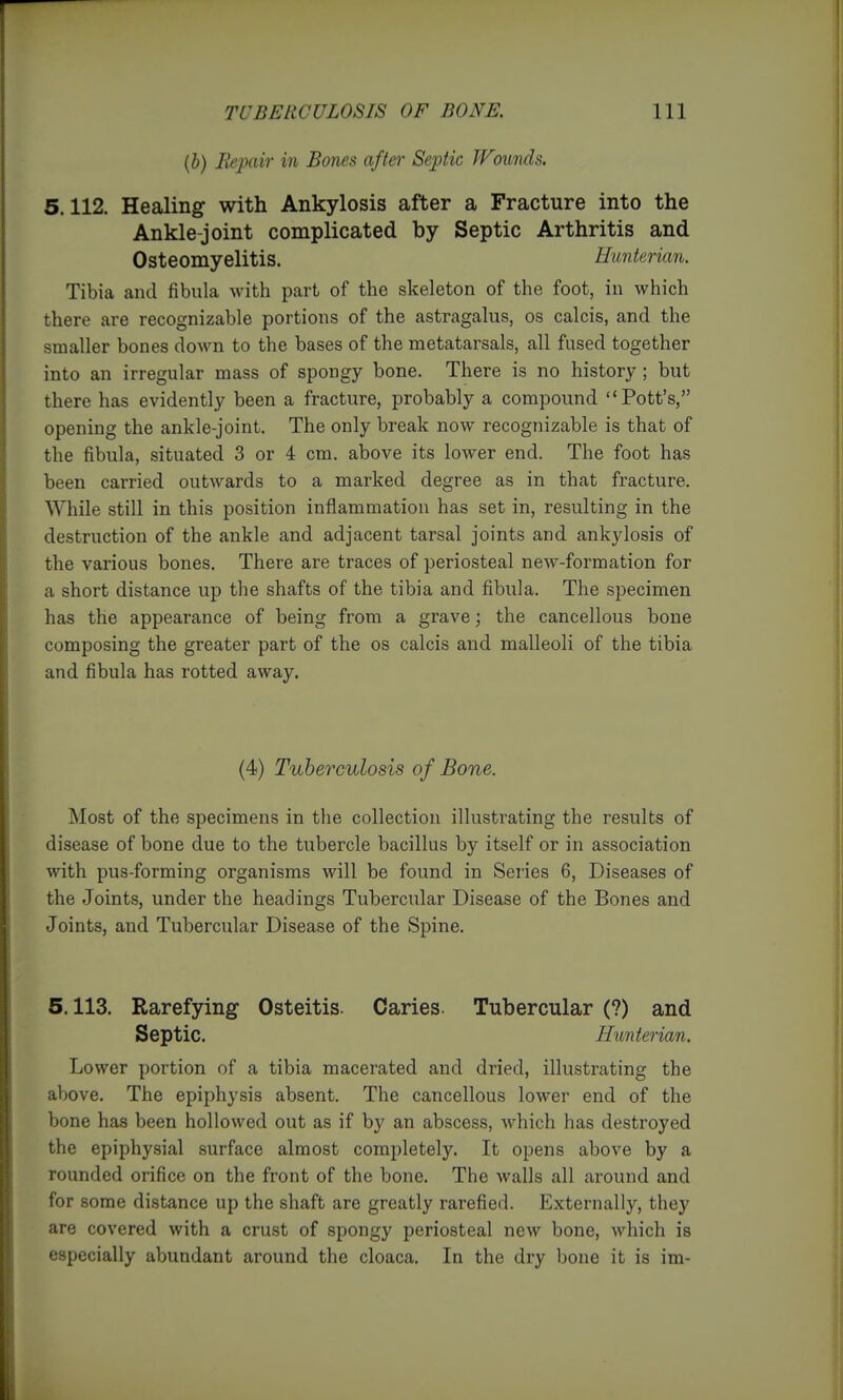 (J) Repair in Bones aftefr Septic Wounds. 5.112. Healing with Ankylosis after a Fracture into the Ankle-joint complicated by Septic Arthritis and Osteomyelitis. Hunterian. Tibia and fibula with part of the skeleton of the foot, in which there are recognizable portions of the astragalus, os calcis, and the smaller bones down to the bases of the metatarsals, all fused together into an irregular mass of spongy bone. There is no history; but there has evidently been a fracture, probably a compound Pott's, opening the ankle-joint. The only break now recognizable is that of the fibula, situated 3 or 4 cm. above its lower end. The foot has been carried outwards to a marked degree as in that fracture. While still in this position inflammation has set in, resulting in the destruction of the ankle and adjacent tarsal joints and ankylosis of the various bones. There are traces of periosteal new-formation for a short distance up the shafts of the tibia and fibula. The specimen has the appearance of being from a grave; the cancellous bone composing the greater part of the os calcis and malleoli of the tibia and fibula has rotted away. (4) Tuberculosis of Bone. Most of the specimens in the collection illustrating the results of disease of bone due to the tubercle bacillus by itself or in association with pus-forming organisms will be found in Series 6, Diseases of the Joints, under the headings Tubercular Disease of the Bones and Joints, and Tubercular Disease of the Spine. 5.113. Rarefying Osteitis. Caries. Tubercular (?) and Septic. Hunterian, Lower portion of a tibia macerated and dried, illustrating the above. The epiphysis absent. The cancellous lower end of the bone has been hollowed out as if by an abscess, which has destroyed the epiphysial surface almost completely. It opens above by a rounded orifice on the front of the bone. The walls all around and for some distance up the shaft are greatly rarefied. Externally, they are covered with a crust of spongy periosteal new bone, which is especially abundant around the cloaca. In the dry bone it is im-