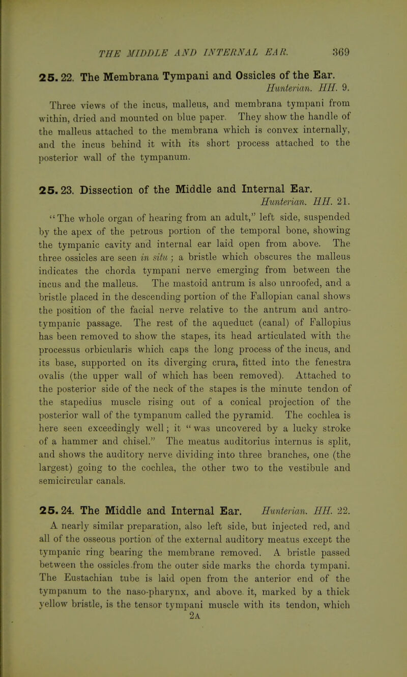 25.22. The Membrana T3anpani and Ossicles of the Ear. ILmiterian. HH. 9, Three views of the incus, malleus, and membrana tympani from within, dried and mounted on blue paper. They show the handle of the malleus attached to the membrana which is convex internally, and the incus behind it with its short process attached to the posterior wall of the tympanum. 25.23. Dissection of the Middle and Internal Ear. Hunierian. HH. 21. The whole organ of hearing from an adult, left side, suspended by the apex of the petrous portion of the temporal bone, showing the tympanic cavity and internal ear laid open from above. The three ossicles are seen in situ; a bristle which obscures the malleus indicates the chorda tympani nerve emerging from between the incus and the malleus. The mastoid antrum is also unroofed, and a bristle placed in the descending portion of the Fallopian canal shows the position of the facial nerve relative to the antrum and antro- tympanic passage. The rest of the aqueduct (canal) of Fallopius has been removed to show the stapes, its head articulated with the processus orbicularis which caps the long process of the incus, and its base, supported on its diverging crura, fitted into the fenestra ovalis (the upper wall of which has been removed). Attached to the posterior side of the neck of the stapes is the minute tendon of the stapedius muscle rising out of a conical projection of the posterior wall of the tympanum called the pyramid. The cochlea is here seen exceedingly well; it  was uncovered by a lucky stroke of a hammer and chisel, The meatus auditorius internus is split, and shows the auditory nerve dividing into three branches, one (the largest) going to the cochlea, the other two to the vestibule and semicircular canals. 25.24. The Middle and Internal Ear. Hunterian. HH. 22. A nearly similar preparation, also left side, but injected red, and all of the osseous portion of the external auditory meatus except the tympanic ring bearing the membrane removed. A bristle passed between the ossicles.from the outer side marks the chorda tympani. The Eustachian tube is laid open from the anterior end of the tympanum to the naso-pharynx, and above it, marked by a thick yellow bristle, is the tensor tympani muscle with its tendon, which 2a