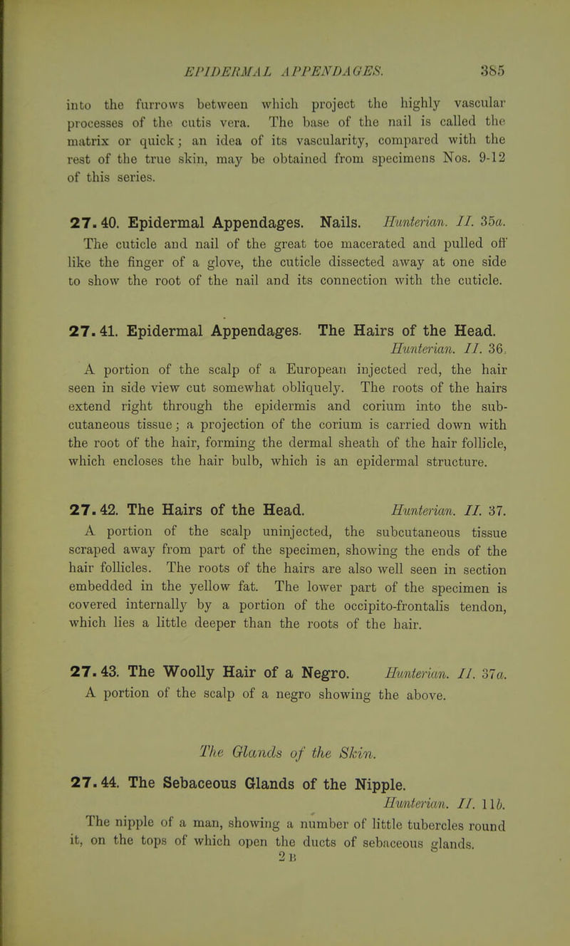 into the furrows between which project the highly vascular processes of the cutis vera. The base of the nail is called the matrix or quick; an idea of its vascularity, compared with the rest of the true skin, may be obtained from specimens Nos. 9-12 of this series. 27.40. Epidermal Appendages. Nails. Hunierian. II. 35a. The cuticle and nail of the great toe macerated and pulled off like the finger of a glove, the cuticle dissected away at one side to show the root of the nail and its connection with the cuticle. 27.41. Epidermal Appendages. The Hairs of the Head. Hunterian. II. 36, A portion of the scalp of a European injected red, the hair seen in side view cut somewhat obliquely. The roots of the hairs extend right through the epidermis and corium into the sub- cutaneous tissue; a projection of the corium is carried down with the root of the hair, forming the dermal sheath of the hair follicle, which encloses the hair bulb, which is an epidermal structure. 27.42. The Hairs of the Head. Hunterian. II. 37. A portion of the scalp uninjected, the subcutaneous tissue scraped away from part of the specimen, showing the ends of the hair follicles. The roots of the hairs are also well seen in section embedded in the yellow fat. The lower part of the specimen is covered internally by a portion of the occipito-frontalis tendon, which lies a little deeper than the roots of the hair. 27.43. The Woolly Hair of a Negro. Hunterian. II. 37a. A portion of the scalp of a negro showing the above. I'he Glands of the Skin. 27.44. The Sebaceous Glands of the Nipple. Hunterian. II. lib. The nipple of a man, showing a number of little tubercles round it, on the tops of which open the ducts of sebaceous glands. 2 ]!