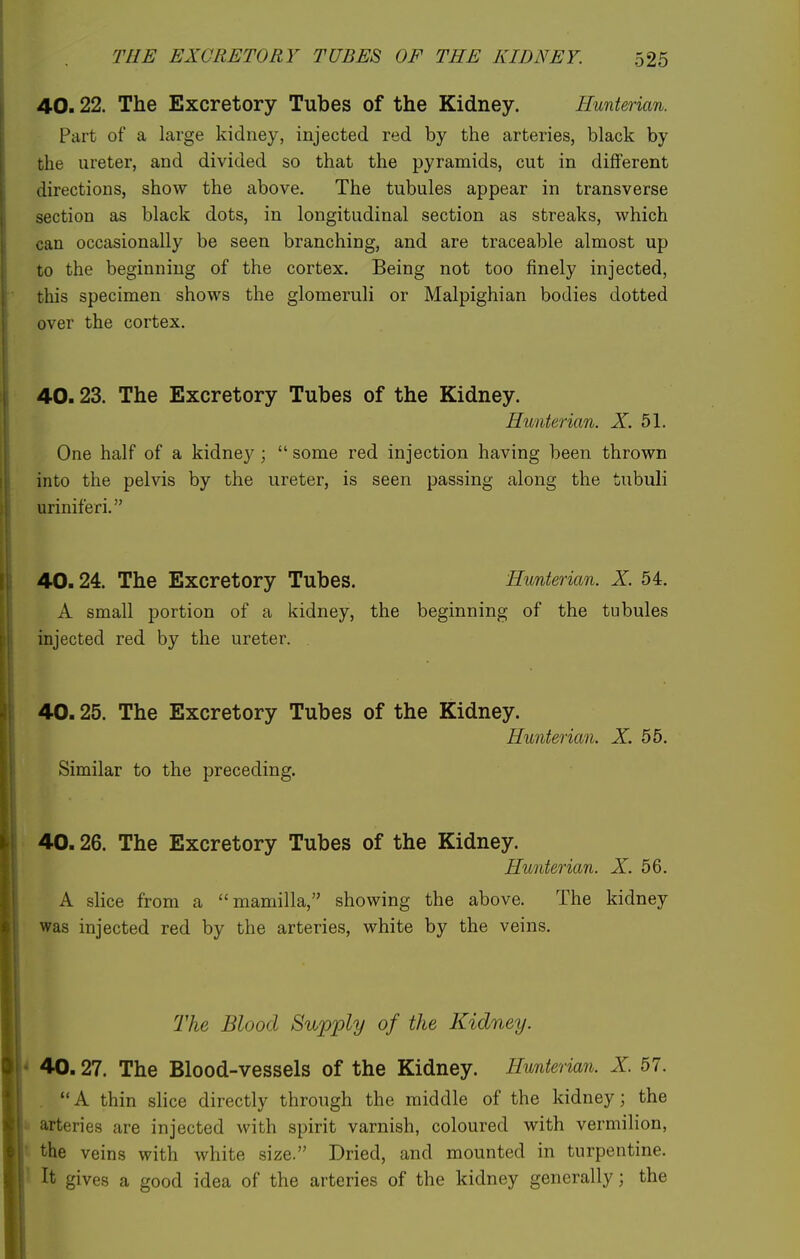 40.22. The Excretory Tubes of the Kidney. Hunterian. Part of a large kidney, injected red by the arteries, black by the ureter, and divided so that the pyramids, cut in different directions, show the above. The tubules appear in transverse section as black dots, in longitudinal section as streaks, which can occasionally be seen branching, and are traceable almost up to the beginning of the cortex. Being not too finely injected, this specimen shows the glomeruli or Malpighian bodies dotted over the cortex. 40.23. The Excretory Tubes of the Kidney. Hunterian. X 51. One half of a kidney ;  some red injection having been thrown into the pelvis by the ureter, is seen passing along the tubuli uriniferi. 40.24. The Excretory Tubes. Hunterian. X. 54. A small portion of a kidney, the beginning of the tubules injected red by the ureter. 40.25. The Excretory Tubes of the Kidney. Hunterian. X. 55. Similar to the preceding. 40.26. The Excretory Tubes of the Kidney. Hunterian. X 56. A slice from a mamilla, showing the above. The kidney was injected red by the arteries, white by the veins. The Blood Supply of the Kidney. 40.27. The Blood-vessels of the Kidney. Hunterian. X. 57. A thin slice directly through the middle of the kidney; the iarteries are injected with spirit varnish, coloured with vermilion, the veins with white size. Dried, and mounted in turpentine. ^ It gives a good idea of the arteries of the kidney generally; the