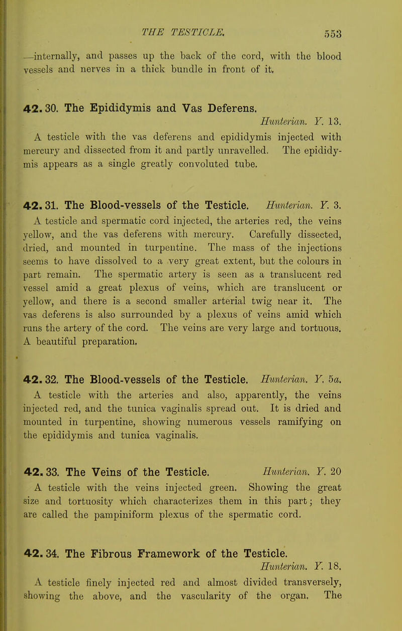 —internally, and passes up the back of the cord, with the blood vessels and nerves in a thick bundle in front of it. 42.30. The Epididymis and Vas Deferens. Hunterian. Y. 13. A testicle with the vas deferens and epididymis injected with mercury and dissected from it and partly unravelled. The epididy- mis appears as a single greatly convoluted tube. 42.31. The Blood-vessels of the Testicle. Hunterian. Y. 3. A testicle and spermatic cord injected, the arteries red, the veins yellow, and the vas deferens with mercury. Carefully dissected, dried, and mounted in turpentine. The mass of the injections seems to have dissolved to a very great extent, but the colours in part remain. The spermatic artery is seen as a translucent red vessel amid a great plexus of veins, which are translucent or yellow, and there is a second smaller arterial twig near it. The vas deferens is also surrounded by a plexus of veins amid which runs the artery of the cord. The veins are very large and tortuous. A beautiful preparation. 42.32. The Blood-vessels of the Testicle. Himterian. Y. 5a. A testicle with the arteries and also, apparently, the veins injected red, and the tunica vaginalis spread out. It is dried and mounted in turpentine, showing numerous vessels ramifying on the epididymis and tunica vaginalis. 42.33. The Veins of the Testicle. Hunterian. Y. 20 A testicle with the veins injected green. Showing the great size and tortuosity which characterizes them in this part; they are called the pampiniform plexus of the spermatic cord. 42.34. The Fibrous Framework of the Testicle. Hunterian. Y. 18. A testicle finely injected red and almost divided transversely, showing the above, and the vascularity of the organ. The