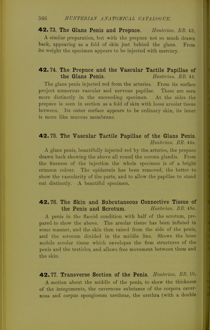 42.73. The Glans Penis and Prepuce. Hunterian. BB. 43. A similar preparation, but with the prepuce not so much drawn back, appearing as a fold of skin just behind the glans. From its weight the specimen appears to be injected with mercury. 42.74. The Prepuce and the Vascular Tactile Papillae of the Glans Penis. Hunterian. BB. 44. The glans penis injected red from the arteries. From its surface project numerous vascular and nervous papillae. These are seen more distinctly in the succeeding specimen. At the sides the prepuce is seen in section as a fold of skin with loose areolar tissue between. Its outer surface appears to be ordinary skin, its inner is more like mucous membrane. 42.75. The Vascular Tactile Papillae of the Glans Penis. Hunterian. BB. 44a. A glans penis, beautifully injected red by the arteries, the prepuce drawn back showing the above all round the corona glandis. From the fineness of the injection the whole specimen is of a bright crimson colour. The epidermis has been removed, the better to show the vascularity of the parts, and to allow the papillae to stand out distinctly. A beautiful specimen. 42.76. The Skin and Subcutaneous Connective Tissue of the Penis and Scrotum. Hunterian. BB. 48a. A penis in the flaccid condition with half of the scrotum, pre- pared to show the above. The areolar tissue has been inflated in some manner, and the skin then raised from the side of the penis,, and the scrotum divided in the middle line. Shows the loose mobile areolar tissue which envelopes the firm structures of the penis and the testicles, and allows free movement between them and the skin. 42.77. Transverse Section of the Penis. Hunterian. BB. 10. A section about the middle of the penis, to show the thickness of the integuments, the cavernous substance of the corpora caver- nosa and corpus spongiosum urethrae, the urethra (with a double