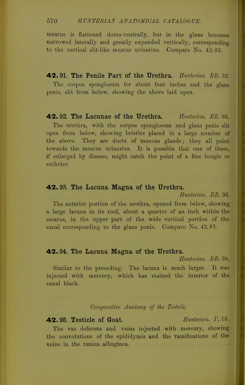 meatus is flattened dorso-ventrally, but in the glans becomes narrowed laterally and greatly expanded vertically, corresponding to the vertical slit-like meatus urinarius. Compare No. 42.83. 42.91. The Penile Part of the Urethra. Hunterian. BB. 32. The corpus spongiosum for about four inches and the glans penis, slit from below, showing the above laid open. 42.92. The Lacunae of the Urethra. Hunterian. BB. 66. The urethra, with the corpus spongiosum and glans penis slit open from below, showing bristles placed in a large number of the above. They are ducts of mucous glands; they all point towards the meatus urinarius. It is possible that one of these, if enlarged by disease, might catch the point of a fine bougie or catheter. 42.93. The Lacuna Magna of the Urethra. Hunterian. BB. 36. The anterior portion of the urethra, opened from below, showing a large lacuna in its roof, about a quarter of an inch within the meatus, in the upper part of the wide vertical portion of the canal corresponding to the glans penis. Compare No. 42.83. 42.94. The Lacuna Magna of the Urethra. Hunterian. BB. 38. Similar to the preceding. The lacuna is much larger. It was injected with mercury, which has stained the interior of the canal black. Comparative Anatomy of the Testicle. 42.95. Testicle of Goat. Hunterian. Y. 15. The vas deferens and veins injected with mercurj', showing the convolutions of the epididymis and the ramifications of the veins in the tunica albuginea.