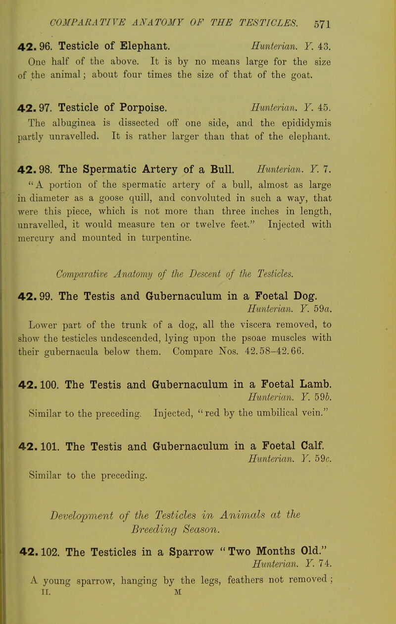 42.96. Testicle of Elephant. Hunterian. Y. 43. One half of the above. It is by no means large for the size of the animal; about four times the size of that of the goat. 42.97. Testicle of Porpoise. Hunterian. Y. 45. The albuginea is dissected off one side, and the epididymis partly unravelled. It is rather larger than that of the elephant. 42.98. The Spermatic Artery of a Bull. Hunterian. Y. 7. A portion of the spermatic artery of a bull, almost as large in diameter as a goose quill, and convoluted in such a way, that were this piece, which is not more than three inches in length, unravelled, it would measure ten or twelve feet. Injected with mercury and mounted in turpentine. Comparative Anatoimj of the Descent of the Testicles. 42.99. The Testis and Gubernaculum in a Foetal Dog. Hunterian. Y. 59a. Lower part of the trunk of a dog, all the viscera removed, to show the testicles undescended, lying upon the psoae muscles with their gubernacula below them. Compare Nos. 42.58-42.66. 42.100. The Testis and Gubernaculum in a Foetal Lamb. Hunterian. Y. 59&. Similar to the preceding. Injected, red by the umbilical vein. 42.101. The Testis and Gubernaculum in a Foetal Calf. Hunterian. Y. 59c. Similar to the preceding. Development of the Testicles in Animals at the Breeding Season. 42.102. The Testicles in a Sparrow  Two Months Old. Hunterian. Y. 74. A young sparrow, hanging by the legs, feathers not removed ; II. M