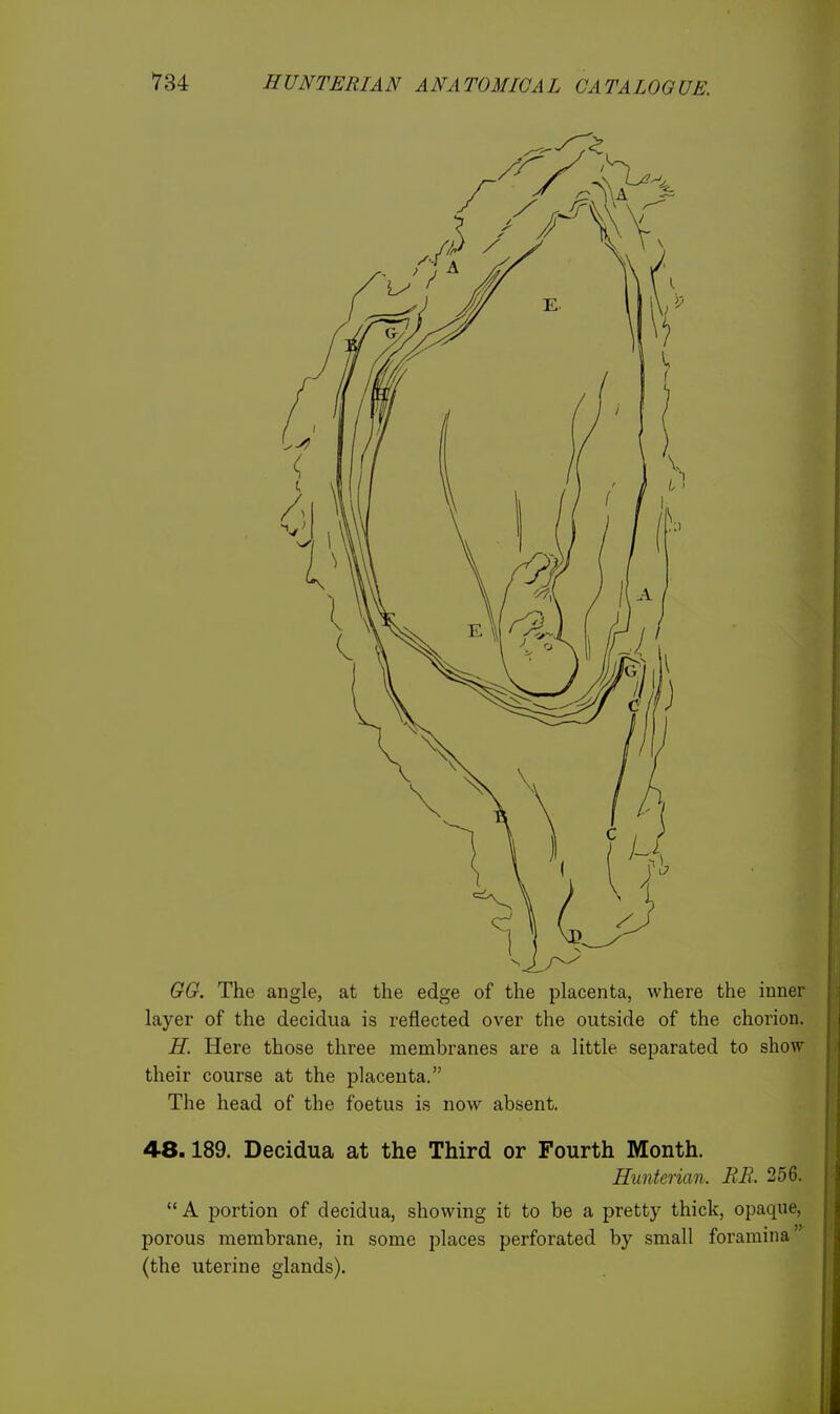 GG. The angle, at the edge of the placenta, where the inner layer of the decidua is reflected over the outside of the chorion. H. Here those three membranes are a little separated to show their course at the placenta. The head of the foetus is now absent. 48.189. Decidua at the Third or Fourth Month. Hunterian. RR. 256. A portion of decidua, showing it to be a pretty thick, opaque, porous membrane, in some places perforated by small foramina (the uterine glands).