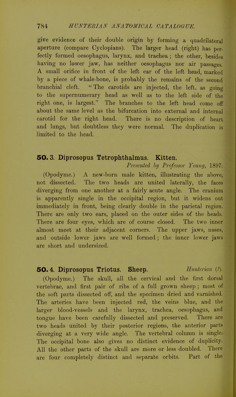 give evidence of their double origin by forming a quadrilateral aperture (compare Cyclopians). The larger head (right) has per- fectly formed oesophagus, larynx, and trachea; the other, besides having no lower jaw, has neither oesophagus nor air passages. A small orifice in front of the left ear of the left head, marked by a piece of whale-bone, is probably the remains of the second branchial cleft.  The carotids are injected, the left, as going to the supernumerary head as well as to the left side of the right one, is largest. The branches to the left head come off about the same level as the bifurcation into external and internal carotid for the right head. There is no description of heart and lungs, but doubtless they were normal. The duplication is limited to the head. 50.3. Diprosopus Tetrophthalmus. Kitten. Presented by Professor Young, 1897. (Opodyme.) A new-born male kitten, illustrating the above, not dissected. The two heads are united laterally, the faces diverging from one another at a fairly acute angle. The cranium is apparently single in the occipital region, but it widens out immediately in front, being clearly double in the parietal region. There are only two ears, placed on the outer sides of the heads. There are four eyes, which are of course closed. The two inner almost meet at their adjacent corners. The upper jaws, noses, and outside lower jaws are well formed; the inner lower jaws are short and undersized. 50.4. Diprosopus Triotus. Sheep. Hunterian (?). (Opodyme.) The skull, all the cervical and the first dorsal vertebrae, and first pair of ribs of a full grown sheep ; most of the soft parts dissected off, and the specimen dried and varnished. The arteries have been injected red, the veins blue, and the larger blood-vessels and the larynx, trachea, oesophagus, and tongue have been carefully dissected and preserved. There are two heads united by their posterior regions, the anterior parts diverging at a very wide angle. The vertebral column is single. The occipital bone also gives no distinct evidence of duplicity. All the other parts of the skull are more or less doubled. There are four completely distinct and separate orbits. Part of the
