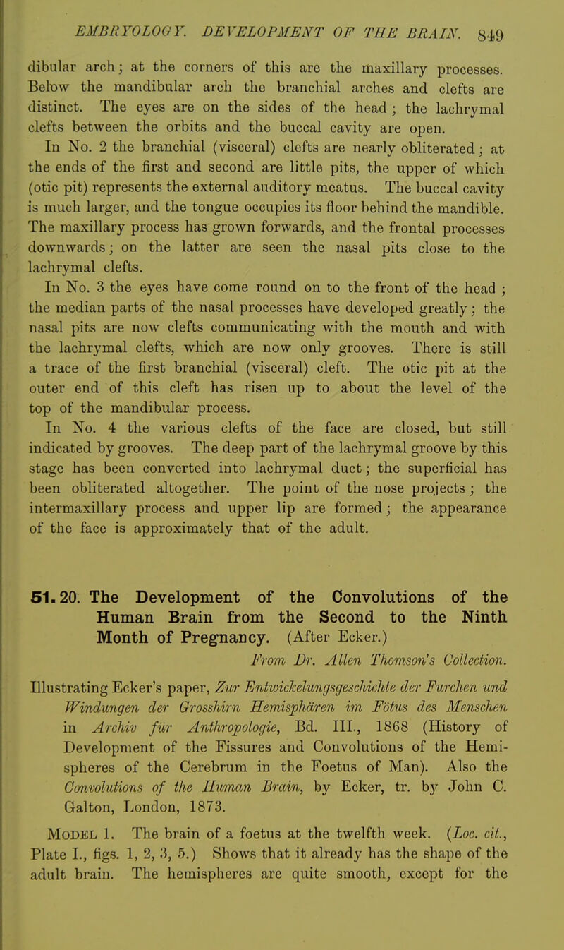 dibular arch; at the corners of this are the maxillary processes. Below the mandibular arch the branchial arches and clefts are distinct. The eyes are on the sides of the head ; the lachrymal clefts between the orbits and the buccal cavity are open. In No. 2 the branchial (visceral) clefts are nearly obliterated; at the ends of the first and second are little pits, the upper of which (otic pit) represents the external auditory meatus. The buccal cavity is much larger, and the tongue occupies its floor behind the mandible. The maxillary process has grown forwards, and the frontal processes downwards; on the latter are seen the nasal pits close to the lachrymal clefts. In No. 3 the eyes have come round on to the front of the head ; the median parts of the nasal processes have developed greatly; the nasal pits are now clefts communicating with the mouth and with the lachrymal clefts, which are now only grooves. There is still a trace of the first branchial (visceral) cleft. The otic pit at the outer end of this cleft has risen up to about the level of the top of the mandibular process. In No. 4 the various clefts of the face are closed, but still indicated by grooves. The deep part of the lachrymal groove by this stage has been converted into lachrymal duct; the superficial has been obliterated altogether. The point of the nose projects ; the intermaxillary process and upper lip are formed; the appearance of the face is approximately that of the adult. 51.20. The Development of the Convolutions of the Human Brain from the Second to the Ninth Month of Pregnancy. (After Ecker.) From Dr. Allen Thomson's Collection. Illustrating Ecker's paper, Zur EntwichelungsgeschicMe der Furchen unci Windungen der Grosshirn Hemisphdren im Fdtus des Menschen in Archiv fur Anthropologie, Bd. III., 1868 (History of Development of the Fissures and Convolutions of the Hemi- spheres of the Cerebrum in the Foetus of Man). Also the Convolutions of the Human Brain, by Ecker, tr. by John C. Galton, London, 1873. Model 1. The brain of a foetus at the twelfth week. {Loc. cii, Plate I., figs. 1, 2, 3, 5.) Shows that it already has the shape of the adult brain. The hemispheres are quite smooth, except for the