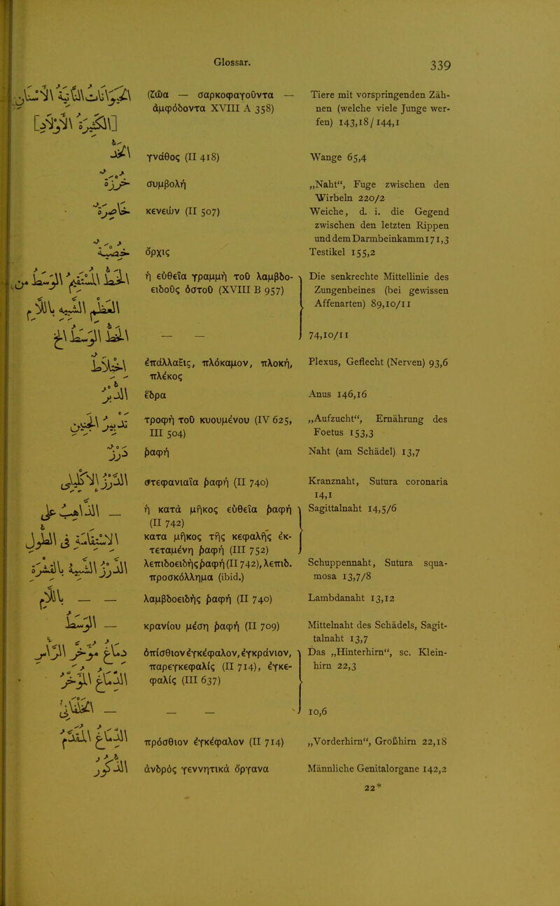 0 (ZODa — aapKoqjaYoOvxa — diaqpöbovxa XVIII A 358) TvdGoq (II 418) K6V6UJV (II 507) r\ €Ö9€ia '^pa.\x\xi\ toO \a|iißbo- eiboO^ öaToO (XVIII B 957) Tiere mit vorspringenden Zäh- nen (welche viele Junge wer- fen) 143,18/144,1 Wange 65,4 „Naht, Fuge zwischen den Wirbeln 220/2 Weiche, d. i. die Gegend zwischen den letzten Rippen und dem Darmbeinkamm 171,3 Testikel 155,2 Die senkrechte Mittellinie des Zungenbeines (bei gewissen Affenarten) 89,10/11 74,10/11 indWalxc,, irXÖKafjiov, irXcKri, Plexus, Geflecht (Nerven) 93,6 irX^KO? gbpa Anus 146,16 Tpoq)r| ToO KUOU|idvou (IV 625, „Aufzucht, Ernährung des ni 504) Foetus 153,3 {ia.cpi\ Naht (am Schädel) 13,7 (fxeqpaviaia f)aq)r| (II 740) Kranznaht, Sutura coronaria 14,1 Sagittalnaht 14,5/6 iP) KOTd |if|Ko? eöGeia f)a(pii (II 742) Kaxa )-if|Koq xf|? KeqpaXfi^ Ik- xexajLi^vri jiaqprj (III 752) Xeitibo€ibriq/)Oqpri(Il742),X€iri&. Schuppeimaht, Sutura squa irpoöKÖXXriiaa (ibid.) XaiLißboeibr)? f>ocpi'i (II 740) Kpavtovj \iiior\ f)a9T'| (II 709) ÖTtfaSiov ^YK^qpaXov, ^YKpdviov, TrapeYKetpaXi? (II 714), ^T^e- cpaXl? (III 637) mosa 13,7/8 Lambdanaht 13,12 Mittelnaht des Schädels, Sagit- talnaht 13,7 Das „Hinterhirn, sc. Klein- hirn 22,3 ^. 10,6 Ttpöoeiov ^YK^qpctXov (II 714) „Vorderhirn, Großhirn 22,18 dvbpö? Y^vvrixiKd ö'pYava Männliche Genitalorgane 142,2 22'