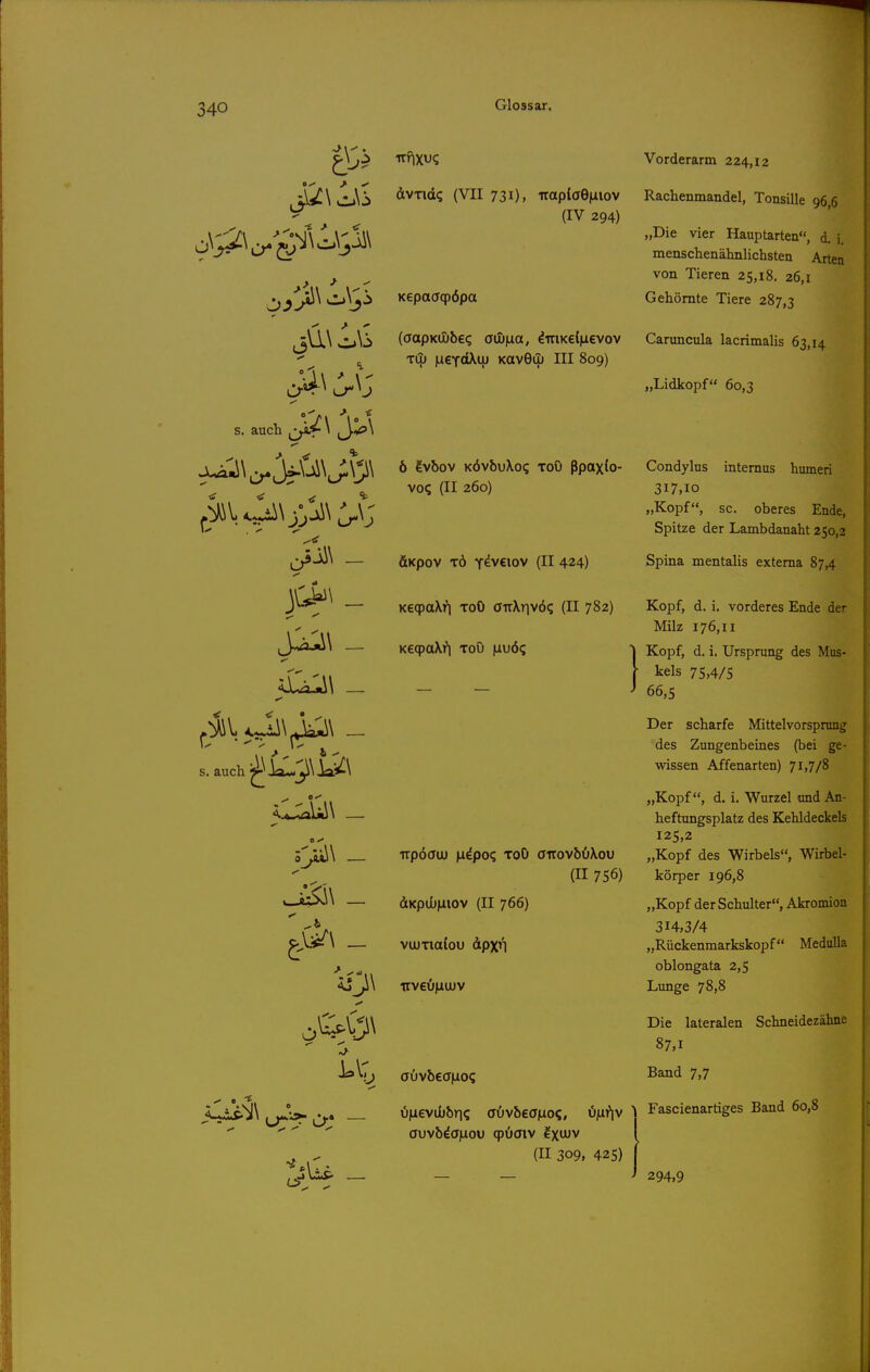 ■6 > . tf. Vorderarm 224,12 s. auch ■tf ■tf ^ ^ auch o dvTid? (VII 731), irapiaeiiiov Rachenmandel, Tonsille 966 (IV 294) „Die vier Hauptarten, d. i. menschenähnlichsten Arten von Tieren 25,18. 26,1 Kepaöqpöpa Gehörnte Tiere 287,3 (ffapKiIibe? adj)Lia, duiKcliievov Caruncula lacrimalis 63,14 tCJ) |Li€TdXi|j Kavecp III 809) „Lidkopf 60,3 6 ?vbov KÖvbuXoq ToO ßpax^o- vo? (II 260) ÄKpoV TÖ Y^V€10V (II 424) KeqpaXn toO 0^X1170? (II 782) KeqpaXi*! ToO |iuö<; 1 upöauj \iipo<i ToO ÖTTOVbOXoU (II 756) dKpdbmov (II 766) vujTiaCou dpx'l irveöiLiujv (II 309, 425) Condylus internus humeri 317,10 „Kopf, sc, oberes Ende, Spitze der Lambdanaht 250,2 Spina mentahs externa 87,4 Kopf, d. i. vorderes Ende der Milz 176,11 Kopf, d. i. Ursprung des Mus- kels 75,4/5 66,5 Der scharfe Mittelvorsprung des Zungenbeines (bei ge- wissen Affenarten) 71,7/8 „Kopf, d. i. Wurzel und An- heftungsplatz des Kehldeckels 125,2 „Kopf des Wirbels, Wirbel- körper 196,8 „Kopf der Schulter, Akromion 314,3/4 „Rückenmarkskopf MeduUa oblongata 2,5 Lunge 78,8 Die lateralen Schneidezähne 87,1 Band 7,7 Fascienartiges Band 60,8 294,9