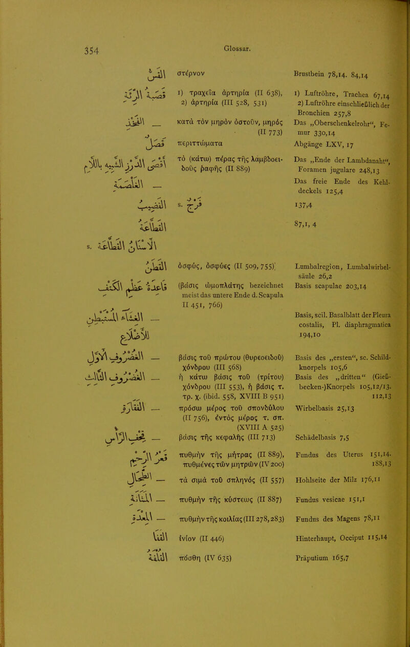 0 -'» — sh- ardpvov I) TpaxeTa öpTnpla (II 638), 2) dprnpia (III 528, 531) KUTd TÖv inripöv ööToOv, )nrip6? (II 773) irepiTTUJiLiaTa TÖ (Kdru)) TT^pa? Tfjc; Xa|iß5oei- boOq fjaqpfi? (II 889) öaqpü?, öaqpue? (II 509, 755); (ßdm? iDjaoTTXdxri? bezeichnet meist das untere Ende d. Scapula II 4SI, 766) ßdai? ToO updjTou (GupeoeiboO) Xövbpou (III 568) v| KttTiu ßdai? TOO (tpiTOU) Xövbpou (III 553), ^ ßdöi? T. xp. X. (ibid. 558, XVIII B 951) trpöauj n^po? ToO öirovbuXou (II 756), ^VTÖ? |Li^po? T. an. (XVIII A 525) ßdaiq xn? K€(pa\f^? (III 713) iru9|u^iv xf^ lurjxpa? (II 889), TTuBiaeveq xuiv inrixpOuv (IV 200) xd cri)ad xoO ötrXnvö? (II 557) iTuGiai^v xf^q KOaxeuj? (II 887) TTuGiuriv xfi? KoiXiaq (III 278,283) (viov (II 446) TTÖoetl (IV 635) Brustbein 78,14. 84,14 I) Luftröhre, Trachea 67,14 2) Luftröhre einscWießUch der Bronchien 257,8 Das „Oberschenkelrohr, Fe- mur 330,14 Abgänge LXV, 17 Das „Ende der Lambdanaht, Foramen jugulare 248,13 Das freie Ende des Kehl- deckels 125,4 137,4 87,1, 4 Lumbairegion, Lumbalwirbel- säule 26,2 Basis scapulae 203,14 Basis, seil. Basalblatt der Pleura costalis, PL diaphragmatica J94,io Basis des „ersten, sc. Schild- knorpels 105,6 Basis des „dritten (Gieß- becken-)Knorpels 105,12/13. 112,13 Wirbelbasis 25,13 Schädelbasis 7,5 Fundus des Uterus 151,14- 188,13 Hohlseite der Milz 176,11 Fundus vesicae 151,1 Fundus des Magens 78,11 Hinterhaupt, Occiput nSiH Präputium 165,7