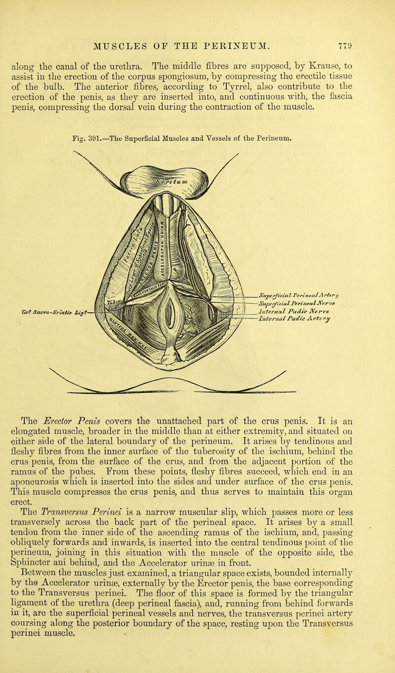 MUSCLES OF THE PERINEUM. along tlie canal of tlie urethra. The middle fibres are supjoosed, by Krause, to assist in the erection of the corpus spongiosum, by compressing the erectile tissue of the bulb. The anterior fibres, according to Tyrrel, also contribute to the erection of the penis, as they are inserted into, and continuous with, the fascia penis, compressing the dorsal vein during the contraction of the muscle. Fig. 391.—The Superficial Muscles and Vessels of the Peiineiim. The Erector Penis covers the unattached part of the crus penis. It is an elongated muscle, broader in the middle than at either extremity, and situated on either side of the lateral boundary of the perineum. It arises by tendinous and fleshy fibres from the inner surface of the tuberosity of the ischium, behind the crus penis, from the surface of the crus, and from the adjacent portion of the ramus of the pubes. From these points, fleshy fibres succeed, which end in an aponeurosis which is inserted into the sides and under surface of the crus penis. This muscle compresses the crus penis, and thus serves to maintain this organ erect. The Transversus Perinei is a narrow muscular slip, which passes more or less transversely across the back part of the perineal space. It arises by a small tendon from the inner side of the ascending ramus of the ischium, and, passing obliquely forwards and inwards, is inserted into the central tendinous point of the perineum, joining in this situation with the muscle of the opposite side, the Sphincter ani behind, and the Accelerator urintB in front. Between the muscles just examined, a triangular space exists, bounded internally by the Accelerator urinae, externally by the Erector penis, the base corresponding to the Transversus perinei. The floor of this space is formed by the triangular ligament of the urethra (deep perineal fascia), and, running from Ijehind forwards in it, are the superficial perineal vessels and nerves, the transversus perinei artery coursing along the posterior boundary of the space, resting upon the Transversus perinei muscle.