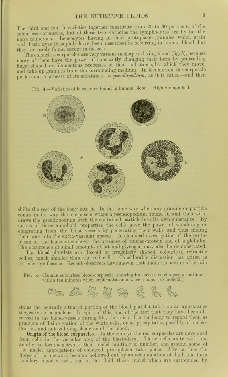 The third and fourtli varieties together constitute from 20 to 30 per cent, of the colourless corpuscles, but of these two varieties the lymphocytes are by far the more numerous. Leucocytes having in their protoplasm granules which stam mth basic dyes (basophil) have been described as occurring in human blood, but they are rarely found except in disease. The colourless corpuscles are very various in shape in Uving blood (fig. 5), because many of them have the power of constantly changing their form by protruding finger-shaped or filamentous processes of their substance, by wliich they move, and take up granules from the surrounding medium. In locomotion the corpuscle pushes out a process of its substance—a fseudopodium, as it is called—and then ■piQ, 4.—Varieties of leucocytes found in human blood. Highly magnified. shifts the rest of the body into it. In the same way when any granule or particle comes in its way the corpuscle wraps a pseudopodium round it, and then mth- draws the pseudopodium with the contained particle into its own substance. By n^eans of these amoeboid properties the cells have the power of wandering or emigrating from the blood-vessels by penetrating their walls and thus finding their way into the extra-vascular spaces. A chemical investigation of the proto- plasm of the leucocytes shows the presence of nucleo-protein and of a globuHn. The occurrence of small amounts of fat and glycogen may also be demonstrated. The blood platelets are discoid or irregularly shaped, colourless, refractile bodies, much smaller than the red cells. Considerable discussion has arisen as to their significance. Recent observers have shown that under the action of certain Fig. 5.—Human colourless blood-corpuscle, shomng its successive changes of outline within ten minutes when kept moist on a warm stage. (Schofield.) S t ^ € ^ stains the centrally situated portion of the blood platelet takes on an appearance suggestive of a nucleus. In spite of this, and of the fact that they have been ob- served in the blood-vessels during hfe, there is still a tendency to regard them as products of disintegration of the wliite cells, or as precipitates, possibly of nucleo- p'otein, and not as hving elements of the blood. Origin of the blood corpuscles.—In the embryo the red corpuscles are developed from cells in the vascular area of the blastoderm. These cells unite with one another to form a network, their nuclei multiply in number, and around some of the nuclei aggregations of coloured protoplasm take place. After a time the fibres of the network become hollowed out by an accumulation of fluid, and form capillary blood-vessels, and in the fluid those nuclei which are surrounded by