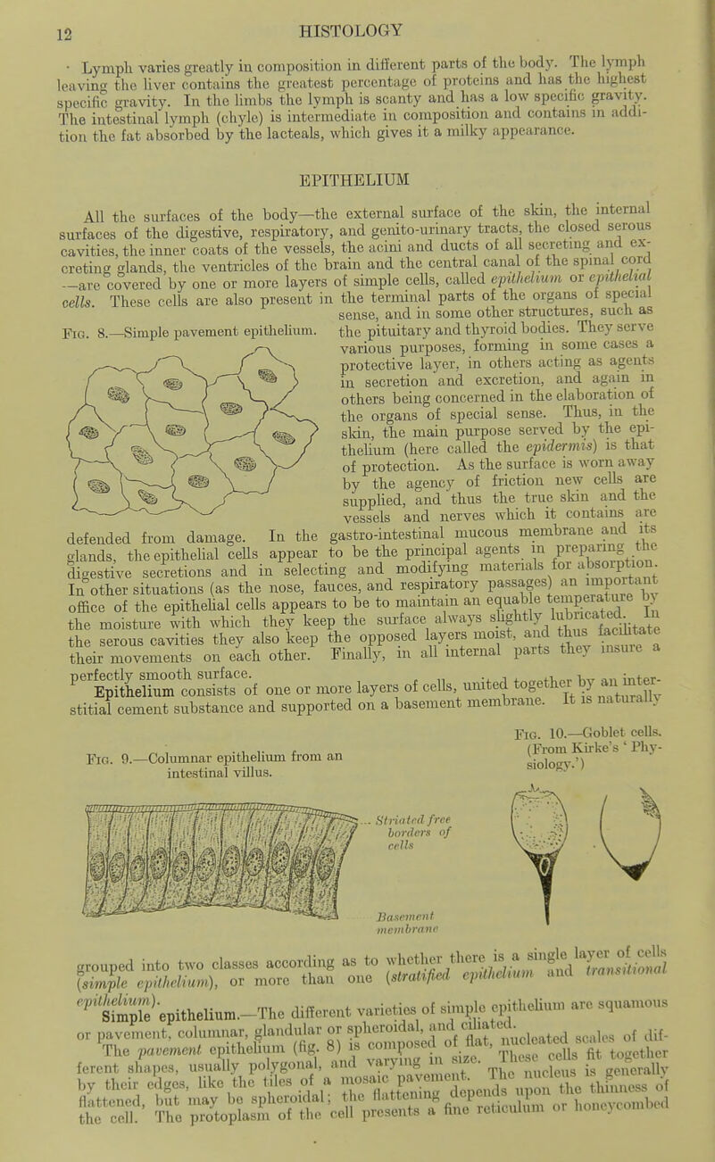 • Lymph varies greatly iu composition in different parts of the body. Tlie lymph Icavin the liver contains the greatest percentage of proteins and has the highest specific gravity. In the limbs the lymph is scanty and has a low specific gravity. The intestinal lymph (chyle) is intermediate in composition and contains in addi- tion the fat absorbed by the lacteals, which gives it a milky appearance. Fig. 8.—Simple pavement epitheUum. EPITHELIUM All the surfaces of the body—the external surface of the skin, the internal surfaces of the digestive, respiratory, and genito-urinary tracts the closed serous cavities, the inner coats of the vessels, the acini and ducts of all seci-eting and ex- creting glands, the ventricles of the brain and the central canal of the spina cord —are covered by one or more layers of simple cells, caUed ejnlhelium or epithelial cells. These cells are also present in the terminal parts of the organs of special sense, and in some other structures, such as the pituitary and th}T:oid bodies. They serve various purposes, forming in some cases a protective layer, in others acting as agents in secretion and excretion, and again in others being concerned in the elaboration of the organs of special sense. Thus, in the skin, the main purpose served by the epi- thehum (here called the e-pidermis) is that of protection. As the surface is worn away by the agency of friction new cells are supplied, and thus the true skin and the vessels and nerves which it contains are defended from damage. In the gastro-intestinal mucous membrane and its glands, the epithelial cells appear to be the principal agents in Pi-eP^^'^^g ^'^'^ digestive secretions and in selecting and modifjang materials for absoiption In other situations (as the nose, fauces, and respiratory passages) an importai^^^ office of the epitheUal cells appears to be to maintain an equable t^P^rj^J^ ^ the moisture with which they keep the smiace always ^.^^f the serous cavities they also keep the opposed layers mo st, and thus facilitate their movements on each other. FinaUy, m aU internal parts they insuie a ^SS^to^^^r of one or more layers of cells, -ted together by an mt^ stitial cement substance and supported on a basement membrane. It is naturain Fig. 10.—Goblet cells. (From Kirke's ' Phy- siology.') YiQ. 9.—Columnar epithelium from an intestinal villus. {itria led free hordeis of cells Basement memhrane grouped into two classes according as to -hither there is a {simile epilhelium), or more than one (straUfied epMium aud UansHwm 'ISfepithelium.-The cUffercnt varieties of simple epithelium are squamous or pavement, columnar, glandular or spheroidal, f ^-^^/^l^f ,^ , . ^f dif- The pavement epithehum (fig. 8) is composed o flat, ^^^^ fercnt shapes, usually polygonal, and varying m size, ih-^^; is generally by their eSges, like the l^les of a '--j:;^-^^^tpe of ^';Z^^:r^'^^'^^^--^- or honeycombed