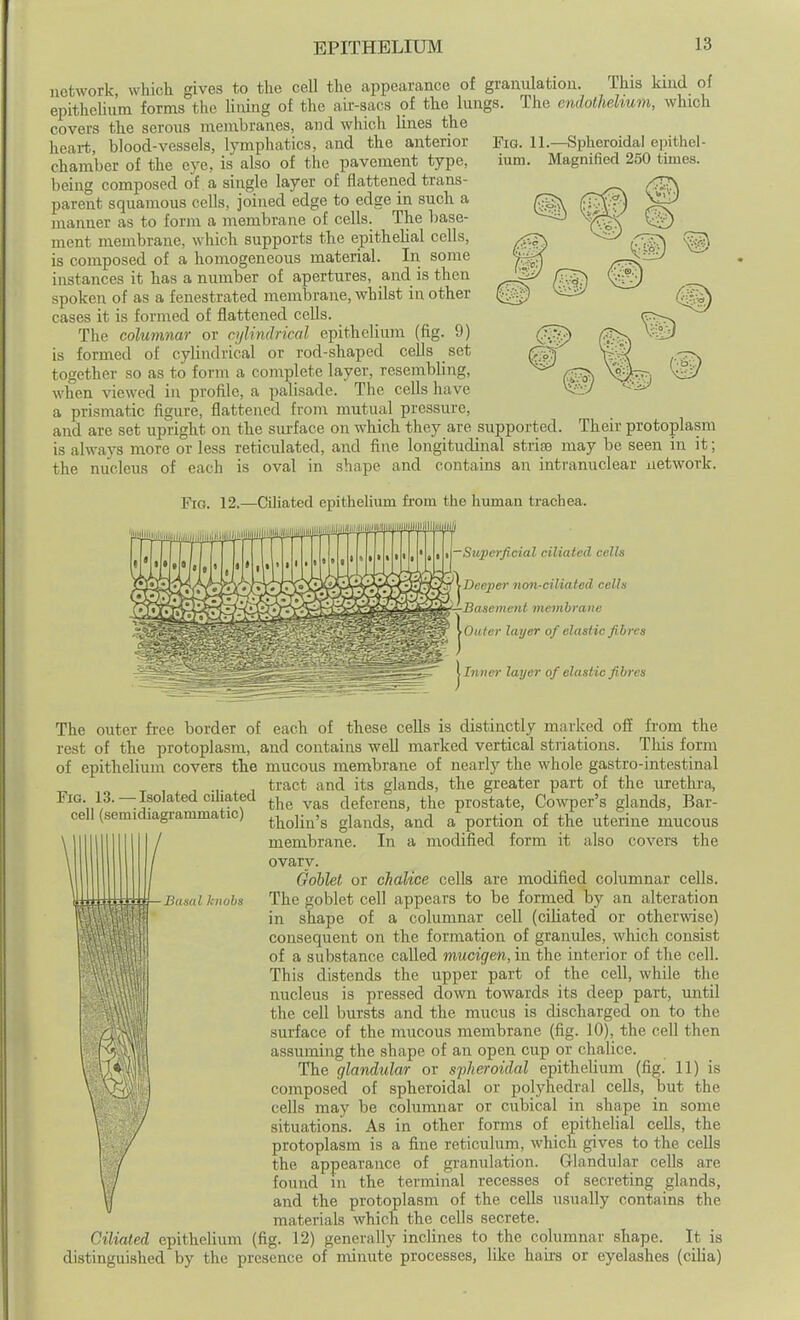 Fig. 11.—Spheroidal epithel- ium. Magnified 250 times. network, which gives to the cell the appearance of granulation. This kind of epithelium forms the lining of the aii'-sacs of the lungs. The endothelium, which covers the serous membranes, and which lines the heai-t, blood-vessels, lymphatics, and the anterior chamber of the eye, is also of the pavement type, being composed of a single layer of flattened trans- parent squamous cells, joined edge to edge in such a manner as to form a membrane of cells. The base- ment membrane, which supports the epithelial cells, is composed of a homogeneous material. In some instances it has a number of apertures, and is then spoken of as a fenestrated membrane, whilst in other cases it is formed of flattened cells. The columnar or cylindrical epithelium (fig. 9) is formed of cylindrical or rod-shaped cells set together so as to form a complete layer, resembling, when viewed in profile, a palisade. The cells have a prismatic figure, flattened froni mutual pressure, and are set upright on the surface on which they are supported. Their protoplasm is always more or less reticulated, and fine longitudinal striee may be seen in it; the nucleus of each is oval in shape and contains an intranuclear network. Fro. 12.—CUiated epitheHum from the human trachea. Mi i\-Superficial ciliated cells ^Deeper non-ciliated cells — I'fisement membrane \ 'lifer layer of elastic fibres Inner layer of elastic fibres ■—Basal knobs The outer free border of each of these cells is distinctly marked off from the rest of the protoplasm, and contains well marked vertical striations. Tliis form of epithelium covers the mucous membrane of nearly the whole gastro-intestinal tract and its glands, the greater part of the urethra, the vas deferens, the prostate, Cowper's glands. Bar- cell (semidiagrammatic) ^j^^j.^,^ ^^^^^^^^ ^ p^^^^^^ ^^^^^^^ mv.cou& membrane. In a modified form it also covers the ovary. Gollet or chalice cells are modified columnar cells. The goblet cell appears to be formed by an alteration in shape of a columnar cell (ciliated or otherwise) consequent on the formation of granules, which consist of a substance called mucigen, in the interior of the cell. This distends the upper part of the cell, while the nucleus is pressed down towards its deep part, until the cell bursts and the mucus is discharged on to the surface of the mucous membrane (fig. 10), the cell then assuming the shape of an open cup or chalice. The glandular or spheroidal epithelium (fig. 11) is composed of spheroidal or polyhedral cells, but the cells may be columnar or cubical in shape in some situations. As in other forms of epithelial cells, the protoplasm is a fine reticulum, which gives to the cells the appearance of gi'anulation. Glandular cells are found in the terminal recesses of secreting glands, and the protoplasm of the cells usually contains the materials which the cells secrete. Ciliated epithelium (fig. 12) generally inclines to the columnar shape. It is distinguished by the presence of minute processes, like hairs or eyelashes (cilia)