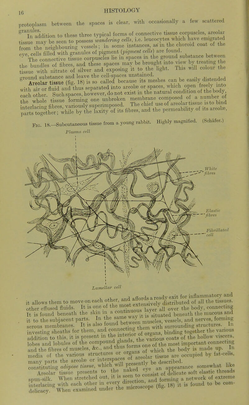 protoplasm between the spaces is clear, mth occasionally a few scattered ^'Tf addition to these three typical forms of connective tissue corpuscles, areolar tissue may be seen to possess wandering cells, i.e. leucocytes which have emigrated horn the neighbourini vessels; in some instances as in the choroid coat of the Pve cells filled with granules of pigment {fKjment cells) are found. ^ Thrconncctive tissue corpuscles he in spaces in the gromd substance between the bundles of fibres, and these spaces may be brought into view by treating the L^sue S nitrate of silver and exposing it to_ the light. Thrs will colour the .rround substance and leave the cell-spaces unstained.  Areolar tissue (fig. 18) is so called because its meshes can be easily distended with 'k or fluid ai d thus separated into areote or spaces, which open freely into each other Such spaces, hoSever, do not exist in the natural condition of the body the whole tissue forming one unbroken membrane composed of a number of tte wnoie Y'^^^^. ,| sunerimposed. The chief use of areolar tissue is to bind ^IrtftShtr^^^^^^^^^^ its fibres, and the permeabihty of its areola, Fig. 18.-^ubcutaneous tissue from a young rabbit. Highly magnified. (Schafer.) Plasma cell Wliite fibres Elantk ■ fibres Fibrillateil ■cell Lamellar cell it allows them to moveoneach ot^e.^nd afiordsar^^^ other effused fluids. It is one of th^^'^f/*^^^^^^^ over the body, connecting It is found beneath the skin in a f^^^^ beneath the mucous and it to the subjacent parts. n same wa>^ t^^^ ^^^^^^^^ ^^^^ serous membranes. It is also o^^,^'!*^^^'; ^J^^ with surrounding structures. . In investing sheaths for them, f of binding together the wnous addition to this, it IS present in i^teilor ot org^ ^^^^^ ^^^^^^ ^ lobes and lobules of t^e ^^^P^^^^.^rms one of the most important connecting and the fibres of muscles, &c. and ths forrns one ^^^^^^ j media of the various structures f f'^^^^li^ ^.s^e are occupied by fat-cells, many parts the areote or i^tf^f^ff^f^^rbe described. , ^ ... constituting adifose tissue, ^^ich^nU piesentlj d somewhat Uke Areolar tissue presents to the '^'^^^J^^^^'^^^ spun-silk. When stretched out, it is *° ,^°3^ormin, a network of extreme interiacing with each other ^^''l^''^^ZoT{H- 18) is found to be com- deUcacy. When examined under the microscope ^ng