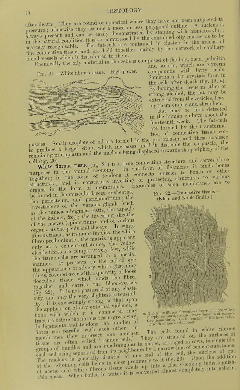 [g HISTOLOGY after death. They are ro^d or »pk--l 'X^f ot bce„ ^ul^ected to pressure ; otherwise they assume a ^^^o^ l^^ ^SS^^m h.n,ato.yU,j ; always present and can be easuy +iip rnntained oilv matter as to be in t/e nitural condition ^^ .s -, fc^^^ the areol. of ^rS^tand^^^^^^^^ -inly by the network of capUIary blood-vessels which is distributed to them ^ ^ ^ f ^ ^l^i^ palmitin Chemically the oily matenal m the cells is composted ol^t_^^^ are glycerin -RVp 01 __wiiite fibrous tissue. High power. compounds with fatty acids. Fig. 21. wmte noro _5 Sometimes fat crystals form m the cells after death (fig. 19, a). By boihng the tissue in ether or strong alcohol, the fat may be extracted fTom the vesicles, leav- ing them empty and shrunken. Fat may be first detected in the human embryo about the fourteenth week. The fat-cells are formed by the transforma- tion of connective tissue ^cor- puscles. small droplets of oil ^ Wed inthe ^o^lja^n, a^ th^e ^c^^e -^Mbrous tissue (fig. 21) rthrf^m ^o^^^^S^^^^ be foimd in the muscular fasciae or sheaths the periosteum, and pcnchondrium the investments of the various glands (such as the tunica albuginea testis, the capsule oi the kidney, &c,); the investing sheath of the nerves (epineurium), and of various organs, as the perns and the eye In wMte fibrous tissue, as its name imphes, the white fibrerpredominate ; the matrix is apparent only as a cement-substance the yellow elastic fibres are comparatively few, while the tissue-cells are arranged ^ ^^^^^^^ m inner It presents to the naked eye reTpearancS of silvery -l^ite f s -i^^^^^ fibres^covered over with -q^X , he fibres flocculent tissue ^^^^^ , ^^^S together and carries ^^^^ J Xti! (fi2 22). It is not possessed of any elast Stv and only the very slightest extensibil- ? 7' 5 is exceedingly strong, so that upon the'application of any external violenc^, a s!l^^fj^Sfi^f=SE 1^-;:^^^^ ecus found in white fibrous membranes'they ^'^T'^eXon-S ' Tlly ar^ situated on the surfa^^^^^^^^^ cell being separated from Its neighbou^^^ ,^,,,,,^3 f one ¥he nucleus is generally situated at «'? ^f^ .^.^'it (fi-. 23). Upon the addition of the adjo ..in/cells being in close P™^ >5l'V glassy-looking indistinguish- of acetic \.cid white fibrous ^ alnfost completely mto gelatm. able mass. When boiled m watei it is Fig. 22.—Connective tissue. (Klein and Noble Smith.) SuenbSs.- 'on It's,.faco o........yor „. a network of line clastic fibres.