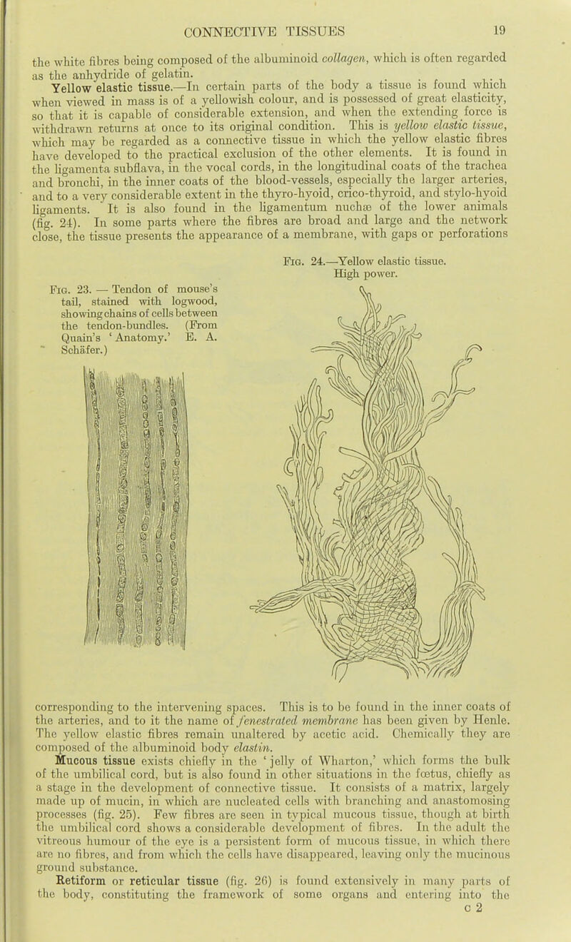 the white fibres being composed of the albuminoid collagen, which is often regarded as the anhydride of gelatin. _ Yellow elastic tissue.—In certain parts of the body a tissue is found which when viewed in mass is of a yellowish colour, and is possessed of great elasticity, so that it is capable of considerable extension, and when the extending force is withdrawn returns at once to its original condition. This is yellow elastic tissue, which may be regarded as a cormective tissue in which the yellow elastic fibres have developed to the practical exclusion of the other elements. It is found in the ligamenta subflava, in the vocal cords, in the longitudinal coats of the trachea and bronchi, in the inner coats of the blood-vessels, especially the larger arteries, and to a very considerable extent in the thyro-hyoid, crico-thyroid, and stylo-hyoid U^aments. It is also found in the ligamentum nuchas of the lower animals (fig. 24). In some parts where the fibres are broad and large and the network close, the tissue presents the appearance of a membrane, with gaps or perforations Fig. 24.—Yellow elastic tissue. High power. Fig. 23. — Tendon of mouse's taU, stained with logwood, showing chains of cells between the tendon-bundles. (From Quain's ' Anatomy.' E. A. Schafer.) IT corresponding to the intervening spaces. This is to be found in the inner coats of the arteries, and to it the name oi J'enestraled membrane has been given by Henle. The yellow elastic fibres remain unaltered by acetic acid. Chemically they are composed of the albuminoid body elasiin. Mucous tissue exists chiefly in the ' jelly of Wharton,' which forms the bulk of the umbilical cord, but is also found in other situations in the fojtus, chiefly as a stage in the development of connective tissue. It consists of a matrix, largely made up of mucin, in which are nucleated cells with branching and anastomosing processes (fig. 2.5). Few fibres are seen in typical mucous tissue, though at birth the umbilical cord shows a considerable development of fibres. In the adult the vitreous humour of the eye is a persistent form of mucous tissue, in which there are no fibres, and from which the cells have disappeared, leaving only the mucinous ground substance. Retiform or reticular tissue (fig. 26) is found extensively in many parts of the body, constituting the framework of some organs and entering into the c 2