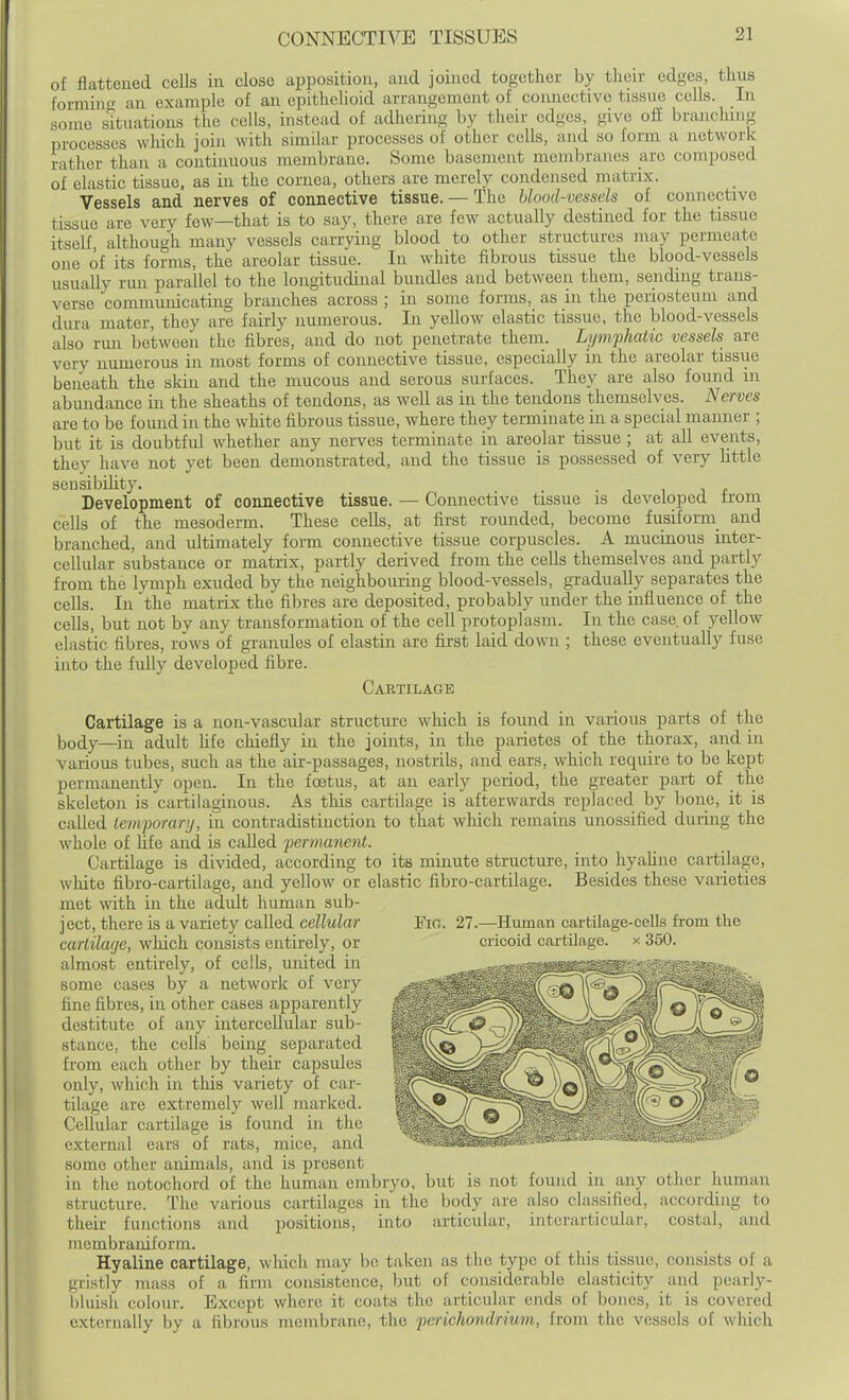 oi flattened cells in close apposition, and joined together by their edges, thus formin an example of an epithelioid arrangement of connective tissue cells. In some situations the cells, instead of adhering by their edges, give off branchiuf^ processes which join with similar processes of other cells, and so form a network rather than a continuous membrane. Some basement membranes arc composed of elastic tissue, as in the cornea, others are merely condensed matrix. Vessels and nerves of connective tissue. — The blood-vessels of connective tissue are very few—that is to say, there are few actually destined for the tissue itseK, although many vessels carrying blood to other structures may permeate one of its forms, the areolar tissue. In white fibrous tissue the blood-vessels usually rim parallel to the longitudinal bundles and between them, sending trans- verse communicating branches across ; in some forms, as in the periosteum and dura mater, they are fairly numerous. In yellow elastic tissue, the blood-vessels also run between the fibres, and do not penetrate them. Lymphatic vessels are very numerous in most forms of connective tissue, especially in the areolar tissiie beneath the skin and the mucous and serous surfaces. They are also found in abundance in the sheaths of tendons, as well as in the tendons themselves. Nerves are to be found in the white fibrous tissue, where they terminate in a special manner ; but it is doubtful whether any nerves terminate in areolar tissue ; at all events, they have not yet been demonstrated, and the tissue is possessed of very little seusibihty. . • , , i x_ Development of connective tissue. — Connective tissue is developed from cells of the mesoderm. These cells, at first rounded, become fusiform and branched, and ultimately form connective tissue corpuscles. A mucinous inter- cellular substance or matrix, partly derived from the cells themselves and partly from the lymph exuded by the neighbouring blood-vessels, gradually separates the cells. In the matrix the fibres are deposited, probably under the influence of the cells, but not by any transformation of the cell protoplasm. In the case, of yellow elastic fibres, rows of granules of elastin are first laid down ; these eventually fuse into the fully developed fibre. Cartilage Cartilage is a non-vascular structure which is found in various parts of the body—in adult life chiefly in the joints, in the parietes of the thorax, and in various tubes, such as the air-passages, nostrils, and ears, which require to be kept permanently open. In the foetus, at an early period, the greater part of the skeleton is cartilaginous. As this cartilage is afterwards replaced by bone, it is called lemporan/, in contradistinction to that which remains unossified during the whole of life and is called permanent. Cartilage is divided, according to its minute structure, into hyahne cartilage, white fibro-cartilage, and yellow or elastic fibro-cartilage. Besides these varieties met with in the adidt human sub- Eio. 27.—Human cartilage-cells from the cricoid cartilage, x 350. ject, there is a variety called cellular cartilage, which consists entirely, or almost entirely, of cells, united in some cases by a network of very fine fibres, in other cases apparently destitute of any intercellular sub- stance, the cells' being separated from each other by their capsules only, which in this variety of car- tilage are extremely well marked. Cellular cartilage is found in the external ears of rats, mice, and some other animals, and is present in the notochord of the human embryo, but is not found in any other human structure. The various cartilages in the body are also classified, according to their functions and positions, into articular, intcrarticular, costal, and membraniform. Hyaline cartilage, which may be taken as the type of this tissue, consists of a gristly mass of a firm consistence, but of considerable elasticity and peaily- bluish colour. Except where it coats the articular ends of bones, it is covered externally by a fibrous membrane, the perichondrium, from the vessels of which