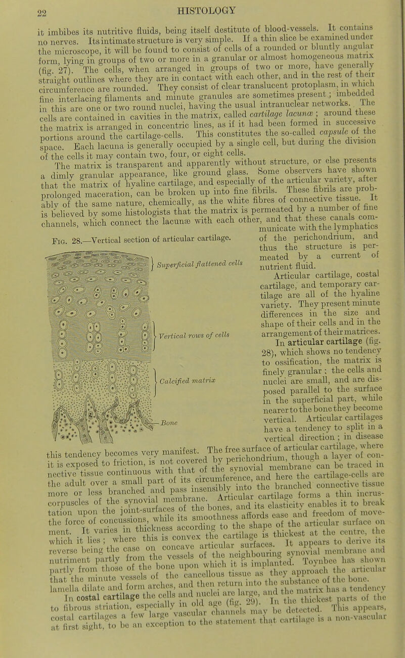 Superficial flattened cells it imbibes its nutritive fluids, being itself destitute of blood-vessels. It contains no nerves. Its intimate structure is very simple. If a tliin slice be examined under the microscope, it will bo found to consist of cells of a rounded or bluntly angular form lying in groups of two or more in a granular or almost homogeneous matrix (tig. 27). The cells, when arranged in groups of two or more, have generally straight outlines where they are in contact with each other, and in the rest of theu circumference are rounded.' They consist of clear translucent P^«t«Pl^«™; J fine iirtcrlacing filaments and minute granules are s^.^^f J^^^'^'^^f,^^ in this are one or two round nuclei, having the usual intranuclear networks Ihe cells are contained in cavities in the matrix, called carttlage lacunar ■ aromid these ?he matrix is arranged in concentric Unes, as if it had been formed in successive portions around the cartilage-cells. This constitutes the so-called caf ule oi the space Each lacuna is generally occupied by a single cell, but during the division of the cells it may contain two, four, or eight cells. The matrix is transparent and apparently vvithout structure, or else presents a dim y granular appe^ance, Uke grormd glass Some obser^^rs hje sho.m that the matrix of hyaUne cartilage, and especially of the articular variety, after prln' d r^aceration,^an be broken up into fine fibrils. These fibrils are prob- ablv of the same natire, chemically, as the white fibres of connective tissue It fs beUeved by some histologists that the matrix is permeated by a number of fine cSUh connect tfi lacun. with each otl^er^a^^*^^^^^^^^^^^^^ j'Kj 28—Vertical section of articular cartilage. of the perichoudriuna, and thus the structm-e is per- meated by a current of nutrient fluid. Articular cartilage, costal cartilage, and temporary car- tilage are all of the hyahne variety. They present minute differences in the size and shape of their cells and in the arrangement of their matrices. In articular cartilage (fig. 28), which shows no tendency to ossification, the matrix is finely granular ; the cells and nuclei are small, and are dis- posed parallel to the surface in the superficial part, while nearer to the bone they become vertical. Articular cartilages have a tendency to split in a vertical direction ; in disease this tendency becomes very manifest, ^^h. f-surf^ of it is exposed to fruition, is no covered P^^^^^.^^f'^^^^^^^^^^^^ b'e traced in nective tissue continuous *| f P^mife en^^^^ and here the cartilage-ceUs are the adult over a «XV.i iScS y ^^^^^^^ the branched connective tissue more or less branched and pass ^^^'^'^^'j. , cartila<Te forms a thin incrus- corpuscles of the. synovia ^'^^^rane. Articuly .^^^ ^^^^^^ tation upon the jomt-surfaces of ^^^^^^^^^^^^^^ and freedom of move- the force of concussions while if^i^^^^^ of the articular surface on ment. It varies in tluckness a^'^^^/f ^ ^ the slu.^^^ ^^^^ ^^^^^^^^ ^^^^ which it Ues; where this is f^f'^J^^f^.'es It appears to derive its reverse being the case on concave '^^^ticul^^^^^^^^ J\ ^^^^^^i,,.,,,, ,,d nutriment partly from the , J?^'j^.^^f,^^ Toynbee haB shown partly from those of the bone P^^^^; V'f;;, ^^'j^^^^^^^^^^ the articular that the miuute vessels of the '^/V^.^^ J J^^^^^^^ lamella dilate and form arches, and .^^f; ^ J^,^^^^^ H o matrix has a tendency In costal cartilage the ce Is and j^^-^^ •V,^J hV thickest parts of the to fibrous striation especially in » f/;,^ ^^^-j^^J ; Li tj^^^^^^^^^^ ^l^^ Vz^^^^^-^i^^^^^ ^ ^^^^^hQs r Vertical rows of cells , Calcified matrix Bone