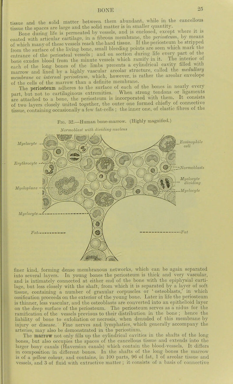 tissue and the solid matter between them abundant, while in the cancellouB t issue the spaces are large and the solid matter is in smaller quantity. Bone durino- life is permeated by vessels, and as enclosed, except wliere it is coated with articular cartilajic, in a fibrous membrane, the fcnosteum, by means of which many of these vessels reach the hard tissue. If the periosteum be stripped from the surface of the Uving bone, small bleeding points are seen which mark the entrance of the periosteal vessels ; and on section during life every part ot the bone exudes blood from the minute vessels which ramify m it. ihe interior ot each of the long bones of the limbs presents a cylindrical cavity hlled witJ: marrow and lined by a liighly vascular areolar structure, called the medullary mcmhrcmc or internal 'periosteum, which, however, is rather the areolar envelope of the cells of the marrow than a definite membrane. The periosteum adheres to the surface of each of the bones m nearly every part, but not to cartilaginous extremities. When strong tendons or Hgaments are attached to a bone, the periosteum is incorporated with them. It consists of two layers closely united together, the outer one formed chiefly of connective tissue, containing occasionally a few fat-ccHs ; the inner one, of elastic fibres of the Fig. 32.—Human bone-marrow. (Highly magnified.) Normoblast with dioidiiuj nucleus Mxjelocyte Erythrocyte --'^ Myeloplaxe —<:-, Myelocyte' Fat- Eosinophile cell Normoblasts Myelocyte dividing ^ir^^C^—Myelocyte ■Fat finer kind, forming dense membranous networks, which can be again separated into several layers. In young bones the periosteum is thick and very vascular, and is intimately connected at either end of the bone with the epiphysial carti- lage, but less closely with the shaft, from which it is separated by a layer of soft tissue, containing a number of granular corpuscles or ' osteoblasts,' in which ossification proceeds on the exterior of the young bone. Later in life the periosteum is thinner, less vascular, and the osteoblasts are converted into an epithelioid layer on the deep surface of the periosteum. The periosteum serves as a nidus for the ramification of the vessels previous to their distribution in the bone ; hence the habihty of bone to exfoliation or necrosis, when denuded of this membrane by injury or disease.' Fine nerves and lymphatics, wliich generally accompany the arteries, may also be demonstrated in the periostiuni. The marrow not only fills up the cyUndrical cavities in the shafts of the long bones, but also occupies the spaces of the cancellous tissue and extends into the larger bony canals (Haversian canals) which contain the blood-vessels. It differs in composition in different bones. In the shafts of the long bones the marrow is of a ijellotv colour, and contains, in 100 parts, 96 of fat, 1 of areolar tissue and vessels, and 3 of fluid with extractive matter; it consists of a basis of connective