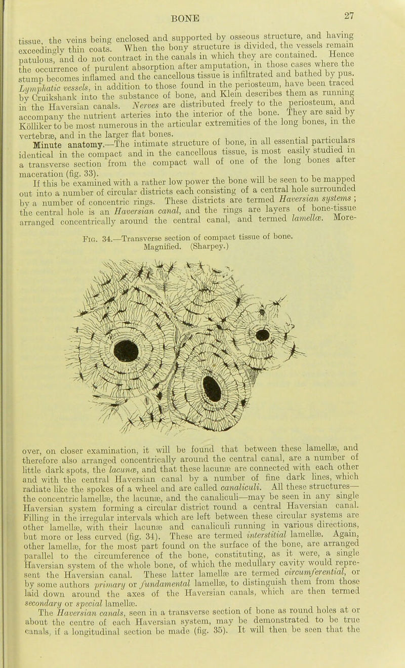 tissue the veins being enclosed and supported by osseous structure, and having cxceec in.dv thin coats When the bony structure is divided, the vessels remain l^itulous? and do not contract in the canals in wluch they arc contained. Hence he occul-rence of purulent absorption after amputation in those cases where the stump becomes inflLmed and the cancellous tissue is infiltrated and bathed by pus Lumlhatic vessels, in addition to those found in the periosteum, have been traced by Cruikshank into the substance of bone, and Klem describes them as runmng in the Haversian canals. Nerves are distributed fi'eely to the periosteum, and accompany the nutrient arteries into the interior of the bone. They are said by KolHkertobe most numerous in the articular extremities of the long bones, in the vertebrae, and in the larger fiat bones. Minute anatomy.—The intimate structure of bone, in all essential particulars identical in the compact and in the cancellous tissue, is most easily studied m a transverse section from the compact wall of one of the long bones after maceration (fig. 33). , .„ _ , , , If this be examined with a rather low power the bone will be seen to be mapped out into a number of circular districts each consisting of a central hole smi-ounded by a number of concentric rings. These districts are termed Haversian systems ; the central hole is an Haversian canal, and the rings are layers of bone-tissue arranged concentrically around the central canal, and termed lamella;. More- FiG. 34.—Transverse section of compact tissue of bone. Magnified. (Sharpey.) over, on closer examination, it will be found that between these lamellae, and therefore also arranged concentrically around the central canal, are a number of little dark spots, the lacunce, and that these lacunae are connected with each other aud with the central Haversian canal by a number of fine dark hnes, which radiate like the spokes of a wheel and are called canaliculi. All these structures— the concentric lamella3, the lacunte, and the canalicuU—may be seen in any single Haversian system forming a circular district round a central Haversian canal. Filling in the irregular intervals which are left between these circular systems are other lamellae, with their lacunae and canaliculi running in various directions, but more or less curved (fig. 34). These are termed interslilial lamellae. Again, other lamellae, for the most part found ou the surface of the bone, are arranged parallel to the circumference of the bone, constituting, as it were, a single Haversian system of the whole bone, of which the medullary cavity would repre- sent the Haversian canal. These latter lamellae are termed circumjerential or by some authoi's primary or fundamental lamellae, to distinguish them from those laid down around the axes of the Haversian canals, which are then termed secondary or sfecial lamellae. The Haversian canals, seen in a transverse section of bone as round holes at or about the centre of each Haversian system, may be demonstrated to be true canals, if a longitudinal section be made (fig. 35). It will then be seen that the