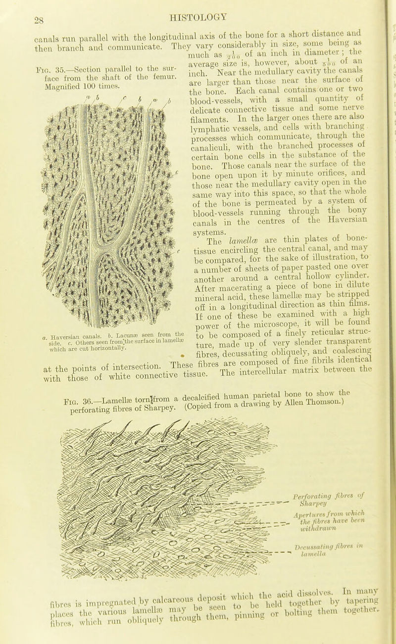 Fig. 35.—Section parallel to the siu'- face from the shaft of the femur. Magnified 100 times. 'At •i ji V v.. canals run parallel with the longitudinal axis of the bone for a short distance and Sen branch and communicate.^ They vary considerably m size, some bemg as much as ^,\„ of an inch in diameter ; the average si'ze is, however, about „;,„ of an inch. Near the medullary cavity the canals are larger than those near the surface of the bone. Each canal contains one or two blood-vessels, with a small quantity of dehcate connective tissue and some nerve filaments. In the larger ones there are also lymphatic vessels, and cells with branching processes which communicate, through the canaHcuU, with the branched processes of certain bone cells in the substance of the bone. Those canals near the surface of the bone open upon it by minute orifices, and those near the medullary ca\dty open in the same wav into this space, so that the whole of the bone is permeated by a system of blood-vessels running through the bony canals in the centres of the Haversian systems. The laniell(B are thin plates ot bone- tissue eucirchng the central canal, and may be compared, for the sake of illustration, to a number of sheets of paper pasted oue over another aroimd a central hollow cyhnder. After macerating a piece of bone m dilute mineral acid, these lameUffi may be stripped off in a longitudinal direction as thin films. If one of these be examined with a high power of the microscope, it will be found to be composed of a finely reticular struc- ture, made up of very slender transparent . fibres, decussating obUquely, and coalescing 1 * i J i -T i* ,.1 I If '• *' ? \ \ V . Hayersian canals, b. Lacuna! seen from the side. c. Others seen trom^the surface in lameUa; which are cut horizontally. Perforating fibres of Shnrpey Apertures from which ■ - —~ the fibres have been jvith^lrairn Decussating fibres in ■ ~ lamcllit