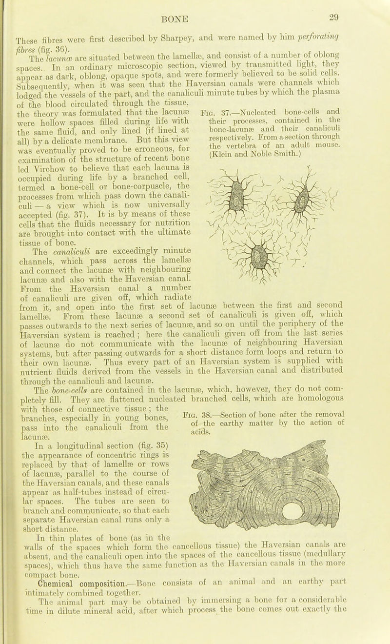 Fig. 37.—Nucleated bone-cells and their processes, contained in the bone-lacnnfe and their canaliculi respectively. From a section through the vertebra of an adult mouse. (Klein and Noble Smith.) These fibres were first described by Sharpey, and were named by him 'perforating ^'^^'Thcfamn 'fe are situated between the lamellre, and consist of a number of oblong spaces. In an ordinary microscopic section, viewed by transmitted light they appear as dark, oblong, opaque spots, and were formerly beheved to be solid cells. Subsequently, when it was seen that the Haversian canals were channels which lodged the vessels of the part, and the canaliculi minute tubes by which the plasma of the blood circulated through the tissue, the theory was formulated that the lacuna; were hollow spaces filled during hfe with the same fluid, and only Uned (if lined at all) by a dehcate membrane. But this view was eventually proved to be erroneous, for examination of the structure of recent bone led Virchow to beUeve that each lacuna is occupied during hfe by a branched cell, termed a bone-cell or bone-corpuscle, the processes fi'ora which pass down the canali- culi — a view which is now universally accepted (fig. 37). It is by means of these cells that the fluids necessary for nutrition are brought into contact with the ultimate tissue of bone. The canaliculi are exceedingly minute channels, which pass across the lamellae and connect the lacunre with neighbouring lacunro and also with the Haversian canal. From the Haversian canal a number of canalicuU are given off, which radiate from it, and open into the first set of lacuna} between the first and second lamellfe. From these lacuuse a second set of canaliculi is given off, which passes outwards to the next series of lacunoe, and so on until the periphery of the Haversian system is reached ; here the canahculi given off from the last series of lacunte do not communicate with the lacunae of neighbouring Haversian systems, but after passing outwards for a short distance form loops and return to their own lacunas. Thus every part of an Haversian system is suppUed with nutrient fluids derived from the vessels in the Haversian canal and distributed through the canaliculi and lacunre. The bone-cells are contained in the lacunae, which, however, they do not com- pletely fill. They are flattened nucleated branched cells, which are homologous with those of connective tissue; the i branches, especially in young bones, S'lO- 38.-^ection of bone after the removal pass into the canaUcuU from the lacunae. In a longitudinal section (fig. 35) the appearance of concentric rings is replaced by that of lamellae or rows of lacunoe, parallel to the course of the Haversian canals, and these canals appear as half-tubes instead of circu- lar spaces. The tubes are seen to branch and communicate, so that each separate Haversian canal runs only a short distance. In thin plates of bone (as in the walls of the spaces which form the cancellous tissue) the Haversian canals are absent, and the canaliculi open into the spaces of the cancellous tissue (medullary spaces), which thus have the same function as the Haversian canals in the more compact bone. Chemical composition.—Bone consists of an animal and an earthy part intimately combined together. • , , The animal part may be obtained by immersing a bone for a considerable time in dilute mineral acid, after which process the bone comes out exactly the of the earthy matter by the action of acids.