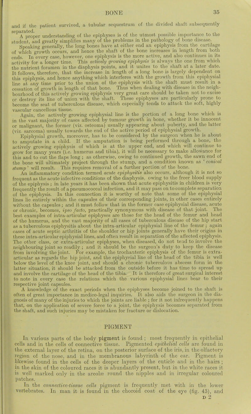 and if the patient survived, a tubular sequestrum of tlio divided shaft subsequently bep^ated^^^ understanding of the epiphyses is of the utmost possible importance to the student, and greatly simplifies many of the problems in the pathology of bone disease. Speaking generally, the long bones have at either end an epiphysis from the cartilage of which groAvth occurs, and hence the shaft of the bone increases in length from both ends. In every case, however, one epiphysis is the more active, and also continues in its activity for a longer time. This actively growing epiphysis is always the one from which the nutrient foramen in the diaphysis points, and it unites to the shaft at a later date. It follows, therefore, that the increase in length of a long bono is largely dependent on this epiphysis, and hence anything which interferes with the gi'owth from this epiphysial line at any time prior to the union of the epiphysis with the shaft must residt in a cessation of gro^vth in length of that bone. Thus when dealing with disease in the neigh- bourhood of this actively growing epiphysis very great care should be taken not to excise or destroy its line of union with tlie shaft. These epiphyses are particularly prone to become the seat of tuberculous disease, which especially tends to attack the soft, highly vascular cancellous tissue. Again, the actively growing epiphysial lino is the portion of a long bone which is in the vast majority of oases afl'ected by tumour growth in bone, whether it be innocent or malignant, the former (viz. osteoma) usually appearing about puberty, and the latter (viz sarcoma) usually towards the end of the active period of epiphysial gi'owth. Epiphysial growth, moreover, has to be considered by the surgeon when he is about to amputate in a child. If the amputation is being performed through a bone, the actively gi-o\\Tng epiphysis of which is at the upper end, and which will continue to grow for many years (i.e. humerus and tibia), it will be necessary to make allowance for this and to cut the flaps long ; as otherwse, owing to continued gi-owth, the sawn end of the bone will ultimately project through the stump, and a condition known as ' conical stump' wiU result. This requires removal of a further portion of the bone. An inflammatory condition termed acute epiphysitis also occurs, although it is not so frequent as the acute infective conditions of the diaphysis, owing to the fi-eer blood supply of the epiphysis ; in late years it has been shown that acute epiphysitis in children is very frequently the result of a pneumococcal infection, and it may imss on to complete separation of the epiphysis. In this connection it is worthy of note that some of the epiphysial lines lie entirely wthin the capsules of their corresponding joints, in other cases entirely without the capsules; and it must follow that in the former case epiphysial disease, acute or chronic, becomes, ipso facto, practically synonymous with disease of that joint. The best examples of intra-articular epiphyses are those for the head of the femur and head of the humerus, and the vast majority of aD eases of tuberculous disease of the hip start as a tuberculous epiphysitis about the intra-articular epiphysial line of the femur ; again cases of acute septic arthritis of the shoulder or hip joints generally have their origins in these intra-articular epiphysial lines, and often result in separation of the affected epiphysis. The other class, or extra-articular epiphyses, when diseased, do not tend to involve the neighbouring joint so readily ; and it should be the surgeon's duty to keep the disease from involving the joint. For example, the trochanteric epiphysis of the femur is extra- articular as regards the hip joint, and the epiphysial line of the head of the tibia is well below the level of the knee joint, and should a chronic tuberculous abscess form in the latter situation, it should be attacked from the outside before it has time to sjiread up and involve the cartilage of the head of the tibia. It is therefore of great surgical mterest to note in every case the relations which the various epiphysial lines bear to their respective joint capsules. A knowledge of the exact periods when the epiphyses become joined to the shaft is often of great importance in medico-legal inquiries. It also aids the surgeon in the dia- gnosis of many of the injuries to which the joints are liable ; for it not infrequently happens that, on the application of severe force to a joint, the epiphysis becomes separated from the shaft, and such injuries may be mistaken for fracture or dislocation. PIGMENT In various parts of the body pigment is found ; most frequently in epithelial cells and in the cells of connective tissue. Pigmented epithelial cells are found in the external layer of the retiiia, on the posterior surface of the iris, iu the olfactory region of the nose, and in the membranous labyrinth of the car. Pigment is likewise found in the cells of the deeper layers of the cuticle and in the hairs ; in the skin of the coloured races it is abundantly present, but in the white races it is well marked only in the areolaj round the nipples and in irregular coloured patches. In the conneclive-tissue cells pigment is frequently met with in the lower vertebrates. In man it is found in the choroid coat of the eye (fig. 43), and D 2