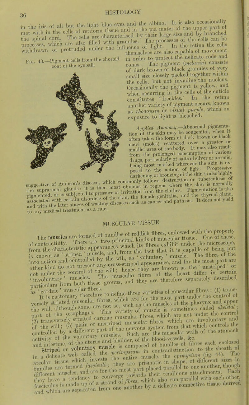 • +1, ;vi, of ,11 but the light blue eyes and the albino. It is also occasionally ;;;ef:i;hi.rlhecr:'cls.nntissuL the spinal corcL The -^'^.^tS^r Ss^' SV^cSs^'^r'iSe'Slls can be processes, which are also ^i^ed nviUi c-™ j,^ retina the ceUs withdrawn or protruded under the ^^Ij^^^^^^;^;J^-^., ,1,, ,^p,We of movement { YiQ, 43. Pigmeut-cclls from the choroid coat of the eyeball. ill order to protect the dehcate rods and cones. The pigment {melanin) consists of dark brown or black granules of very small size closely packed together within the cells, but not invading the nucleus Occasionally the pigment is yellow, and when occurring in the cells of the cuticle constitutes ' freckles.' In the retina another variety of pigment occurs, known as rhodopsin or visual furfle, which on exposure to light is bleached. Applied Anatomy.—AbnovmaX pigmenta- tion of the skin may be congenital, when it often takes the form of dark brown or black nsEvi (moles), scattered over a greater or smaller area of the body. It may also result from the prolonged consumption of various di-ugs, particularly of salts of silver or arsemc, being most marked wherever the skm is ex- posed to the action of light. Progressive darkening or bronzing of the skin is also highly suggestive of Addison's disease which commonly ^^^J^ thfsupra.-enal glands: It IS th^^^^^^^ Pign^entation is also pigmented, or is ^^^l.-^^^ed to piessuie oi uiita italia, and the thyroid gland ^k^^ZS^^^l!^^ »■»., .„d 1. does no. y,e,ci to any medical treatment as a rule. MUSCULAR TISSUE t .A nf hnndles of reddish fibres, endowed mth the property The muscles are formed of ^^^^^.^f muscular tissue. One of these, of contractility. There are ^^^^^ P^^^h its fibl^^^^^^^^^ ^^^^'^ nricroscope, from the charactens ic appearances ^^^^^ of being put is known as ' striped Voluntary ' muscle. The fibres of the into action and controlled by ^^^^^T^Jrined a^^^^^ and for the most part are other kind do not P^f «f/j'f^^ f^^^Se tbefar^ knmvn as the ' nnstriped ' or not under the control of the ^^^^^^^ fibres of the heart differ in certain ^':^tr^S^'i^^^^^^^ are therefore separately described L ' cardiac ' muscular fibres .^^ ^^^^^3,^1,, fibres : (1) trans- It is customary t^^^l'^J^^J^^f/^S aie for the most part under the control of versely striated '^uscular fibres ^^^^^^j^^JJ.j,, ^.^^^^les of the pharynx and upper the will, although f '^'J^^^ ;7 „,,^3ele is sometimes called sMctal; part of the a3Sophagus. This ^^'^^ij;^ .^.i^i^h are not under the control S transversely striated ^^^^'f'f^^^ ^^^^^^^ which are involuntarv and bniKllcs MO termed frmmh • .^^^nTmrt placed parallel to one »not,,er, thoup i Serent mrisele., and are for *<; „„dino„» attaehmenta Eacl, Sey h«yo a tendency to co„ye,ge ^'^^ ,,„, „„„, wit,, cacl, otW,.^ ^tS^Z^^^S;:^'^'^- by a delicate connective t,s.uo derrved