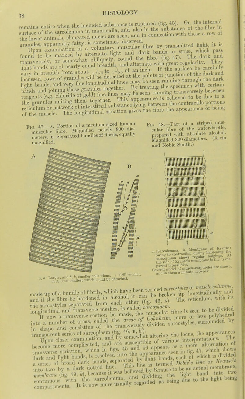 remains entire when the included ^-^f^^^^ll^^^^^^ granules, apparently f^^^Xxt^^'mtX fi^ by transmitted Hght, it is Upon exammation of ^^I^^^^*-^ f .^/^^ bands or stria., which pass found to be marked by alternate iig' ,^ Tj ^^^k and transversely, or somewhat oblique y ^^^^IterLr^^^^^ They light bands ai. of nearly equal bre^lth, a^^-^* f the surface be carefully vary in breadth from about r^o to ,^ ,,,,01 i^^ ^ junction of the dark and focussed, rows of granules will be det^cte^^^ green Srtbrough the dark light bands, and very fine longitudma hues certain bands and joimng ^^^^\^'''^'^^^f';^^^ rundngT^ between j-xo. 47.-A. Portion of a meduun-sized human muscular fibre. Magnified nearly 800 dia- rterB. Separated bundlesof fibrils,equally magnified. Fig 48.—Part of a striped mus- cular fibre of the water-beetle, prepared with absolute alcohol. Magnified 300 diameters. (Kleni and Noble Smith.) „ a Larger and i., 6, smaUer coUections. c. Still smaller. ' d?d The smallest which could be detaclied. and in them a minute networK. „„ae up of a bundle oHbri.. wMcl. h^c bee,, U^^^^^^^^^ and if the fibre be bai-de.,ed „, ''''li' 46, i). Tie reticbim, »,th .Is iXXStrrSSLlCsf \ 51^^ , ,e d..ded If now a transverse section be made, the ^^^^^ or less polyhedral |r.Cld el='/o1^t —d b. become moio eomplicated /J^^J'Z Z''''^ »s » mere 'tf/'f■7' °' 'd;™, (-fig. 49. k). beoause it «»/*'i'=t,S; tie ligM bn,,d i.;to t«-o r4=n^:'NtS«o:^riurrVi ^ bei,., due to tbe b,b. be.u,