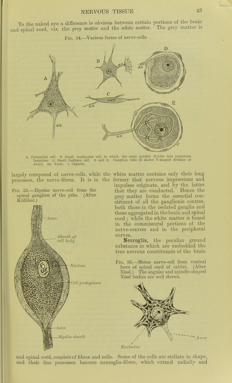 To the naked eye a difEerence is obvious between certain portions of tlie brain uul spinal cord, viz. the grey matter and the while matter. The grey matter is Ym. 54.—^Various forms of nerve-cells. A. Pyramidal cell. U. Small multipolar cell, in which the axon quickly divides into numerous branches, c. Small fusiform cell. D and E. Qanglion cells (B shows T-shaped division of axon), ax. Axon, c Capsule. largely composed of nerve-cells, while the white matter contains only their long processes, the nerve-fibres. It is in the former that nervous impressions and Fig. 55.—Bipolar nerve-cell from the spinal ganglion of the pike. (After Kolliker.) Axon Sheath of cell both) Nucleus ■iK'^o;^>5*i^*^ Cell protoplasm impulses originate, and by the latter that they are conducted. Hence the grey matter forms the essential con- stituent of all the ganglionic centres, both those in the isolated ganglia and those aggregated in the brain and spinal cord ; while the white matter is foimd in the commissural portions of the nerve-centres and in the peripheral nerves. Neuroglia, the pecuUar gromid substance in which are embedded the true nervous constituents of the brain Fig. 5G.—Motor nerve-cell from ventral horn of spinal cord of rabbit. (After Nissl.) The angular and spindle-shaped Nissl bodies are well shown. -Axon -Myelin sheath 'Axon Nucleolus and spinal cord, consists of fibres and cells. Some of the cells are stellate in shape, and their fine processes become neurogUa-fibres, which extend radially and