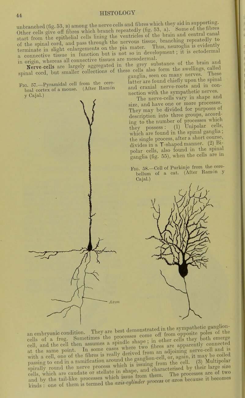 57._Pyramidal cell from the cere- bral cortex of a mouse. (After Ramon y Cajal.) unbranched (fig. 53, b) among the nerve cells and fibi-es ^^.^^^.^^y^^J^^^^^PP^Ss Other cells give ofE fibres which branch repeated y (fig. 53, a), ^f °j .^'^^'^ st ub f?om the epithehal cells huing the ventricles ol the brain and c«nUaU^^^^^ of tL spinal corl and pass through the nervous t^-^' ^--^J.^^ -^^^ rz^t^t^e^^tt^^sssM^ in ori-in, whereas all connective tissues are mesodermal. latter are found cliiefly upon the spinal and cranial nerve-roots and in con- nection with the sympathetic nerves. The nerve-cells vary in shape and size, and have one or more processes They may be divided for purposes of description into three groups, accord- in'y to the number of processes which they possess: (1) Unipolar cells, which are found in the spinal ganglia ; the single process, after a short coui^?, divides in a T-shaped manner. (2) iii- nolar ceUs, also found in the spinal gangha (fig. 55), when the cells are in YiQ 58.—Cell of Pm-kinje from the cere- bellum of a cat. (After Ramon y Cajal.) ' AX07l anembryoniccondition. Theyaro cells of a frog. Sometimes the P^^. f^X in other cells they both emerge cell, and the cell then assumes a spnidU- shape m apparently connected at ko same point. In some cases ^^^f-^^J^ nerve-cell and is with a cell, one of the fibres is '•^^^y/X^anS-cell, or, agahi. it may be cmled passing to end in a ramification '^''Xth kfrom the cell. (3) Multipolar .spirally round the nerve process ^^.^''j^^^'/^'^eharactcrised by their large size cells, which are caudate or stellate V^^'^f ; ^.f The processes are of two and by the tail-like processes wluch '^'^^ ^r asot because it becomes kinds • one of them is termed the axis-cylinder froccss u