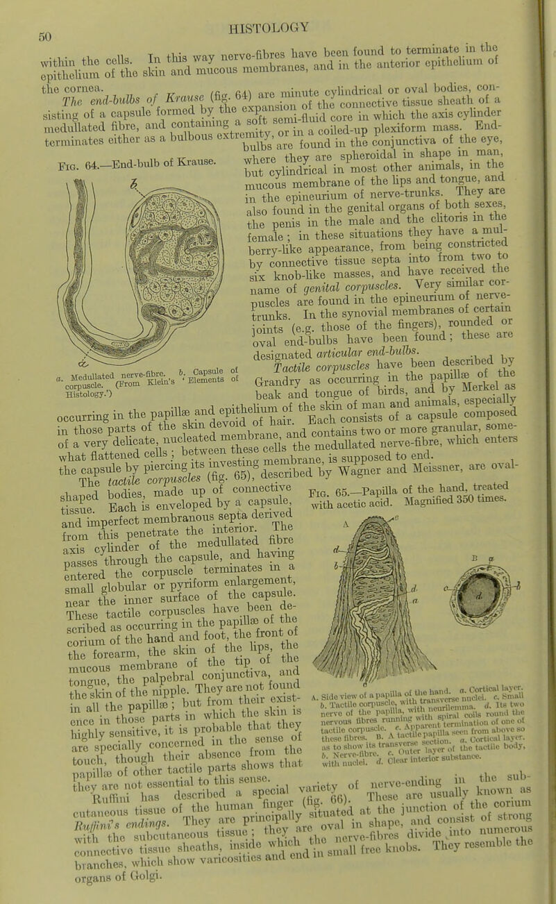 Fig. 64.—End-bulb of Krause. Histology.') HISTOLOGY the cornea. > minute cylindrical or oval bodies, con- siBting oE a capsule formed ^7 tbe ^^^^'^^^^^ ,,,e in wliieli the axis cylmder nieduUated fibre, and ^Oi^^''^^^^, t'f^V^r hi a ^ plexiform mass. End- terminates either as a bulbous ^^^^'^^^^^^ :^;;„'^;;a^^^^ conjunctiva of the eye, where they are spheroidal in shape in mau biit cylindrical in most other animals, in the mueoL membrane of the hps and tongue, aud hi the epineurium of nerve-trunks. They are also found in the genital organs o both sexes the penis in the male and the chtons m the female ; in these situations they have a mul- berry-Hke appearance, from being constncted by connective tissue septa mto from two to six knob-hke masses, and have received the name of genital corfuschs. Very similar cor- puSles are found in the epineurium of nerve- trSiks. In the synovial membranes of certain Ss (e.g. those of the fingers) rounded or ival end-bulbs have been found; these are designated articular end-bulbs. Tactile corpuscles have been described by Grandry as occurring in the papiUse of the Histology.. beTand tongue of birds and by Merkel a« occurring in the papiU. and epithehu^ of the sM^^^^^ in those parts of the skin devoid of ^l^^^' '^o or more granular, some- S I very'delicate nudeated ^^^^^^^^ ^^^.,,.,b/e, which enters what flattened cells ; between these ^^^^ . ^ posed to end. S^Sir^op^dta^ and imperfect membranous septa derived fmm this penetrate the lnterl0l^ The ax? cXder of the medullated fibre nasses through the capsule, and having Sred the corpuscle terminates m a mS globular o? pyxiform -;^argeme-^ near the inner surface of the capsuie. These tactile corpuscles ^ave been de^ scribed as occurring m the P^P^^ °J corium of the hand and n alUlie papilla ; but from t^eir exis - ,ce in thSse'parts in wliich the sk n is highly sensitive, it is probable that they are specially concerned in the sense ot Such though their absence from the of other tactile parts shows that thev are not essential to this sense. ucrve-ending m Pnffini has described a special V'Uiety o ^^^^^j with the subcutaneous tissue , tl^^Y Z'^'., nervc-fibrcs divide .into nnective tissue sheaths, ms,^e f free knobs. They resemble the branches, which show varicosities and ena organs of Golgi. A. Side view or '^V^^f^^^^^^^^'^^'^.^t'^l'^^ b. Tactile conniBCle, «Ucmma. d. Us two nerve of the painlla, ''S^ round tlie nervou-s fibres ^ ,in^,ion of one of teotilc corpuscle. P''™^^^^ from above so these fibres. D. A t-'x^f 1'*' ' „ „. cortical layer. „B toshow it«tran.jH=j^e^ecUo>K^ ^^,^uc^^^o body. t;i,S'S:;S^^;..C..i:rlM«^orsub.tance. the sub- known as