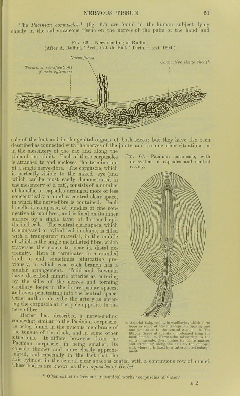 The Pacinian corpuscles^ (fig. 67) are found in the human subject lying chiefly in the subcutaneous tissue on the nei-ves of the palm of the hand and Fig. 66.—Nerve-euding of Ruflini. (After A. Ruffini, ' Ai-ch. ital. de Biol.,' Tuiin, t. xxi. 1894.) Neroe-Jihres \ Connective tissue sheath Fig. 67.—Pacinian corpuscle, with its system of capsules and central cavit}'. sole of the foot and in the genital organs of both sexes; but they have also been described as connected with the nerves of the joints, and in some other situations, as in the mesentery of the cat and along the tibia of the rabbit. Each of these corpuscles is attached to and encloses the termination of a single nerve-fibre. The corpuscle, which is perfectly visible to the naked eye (and which can be most easily demonstrated in the mesentery of a cat), consists of a number of lamellfe or capsules arranged more or less concentrically around a central clear space, in which the nerve-fibre is contained. Each lamella is composed of bundles of fine con- nective tissue fibres, and is Uned on its inner surface by a single layer of flattened epi- thelioid cells. The central clear space, which is elongated or cyUndrical in shape, is filled with a transparent material, in the middle of which is the single medullated fibre, which traverses the space to near its distal ex- tremity. Here it terminates in a rounded knob or end, sometimes bifurcating pre- viously, in which case each branch has a similar arrangement. Todd and Bowman have described minute arteries as entering by the sides of the nerves and forming capillary loops in the intercapsular spaces, and even penetrating into the central space. Other authors describe the artery as enter- ing the corpuscle at the pole opposite to the nerve-fibre. Herbst has described a nerve-ending somewhat similar to the Paciidan corpuscle, as being found in the mucous membrane of the tongue of the duck, and in some other situations. It differs, however, from the Pacinian corpuscle, in being smaller, its capsule thinner and more closely approxi- mated, and especially in the fact that the axis cylinder in the central clear space is coated with a continuous row of nuclei These bodies are known as the corpuscles of Herbst. :\j-teri(il twig, ending in ciipillariuH, wliiuli form loops in some of tlie inten:iiiisnlur spurts, iinil one penctrjitcii to tiie central oapsulo. h. Tlie llbrons tissue of tlio stnllj proloni,'Ctl from tlie ncnrilonnna. v. Nerve-tube lulvivncins to the central capsule, there iosin-^ its white matter, and stretching along tlio axis to the op|>osltc end, where it is fixed by a tubcrculatcd enlnrge- niont. * Often called in German anatomical works ' corpuscles of Vater.' E 2