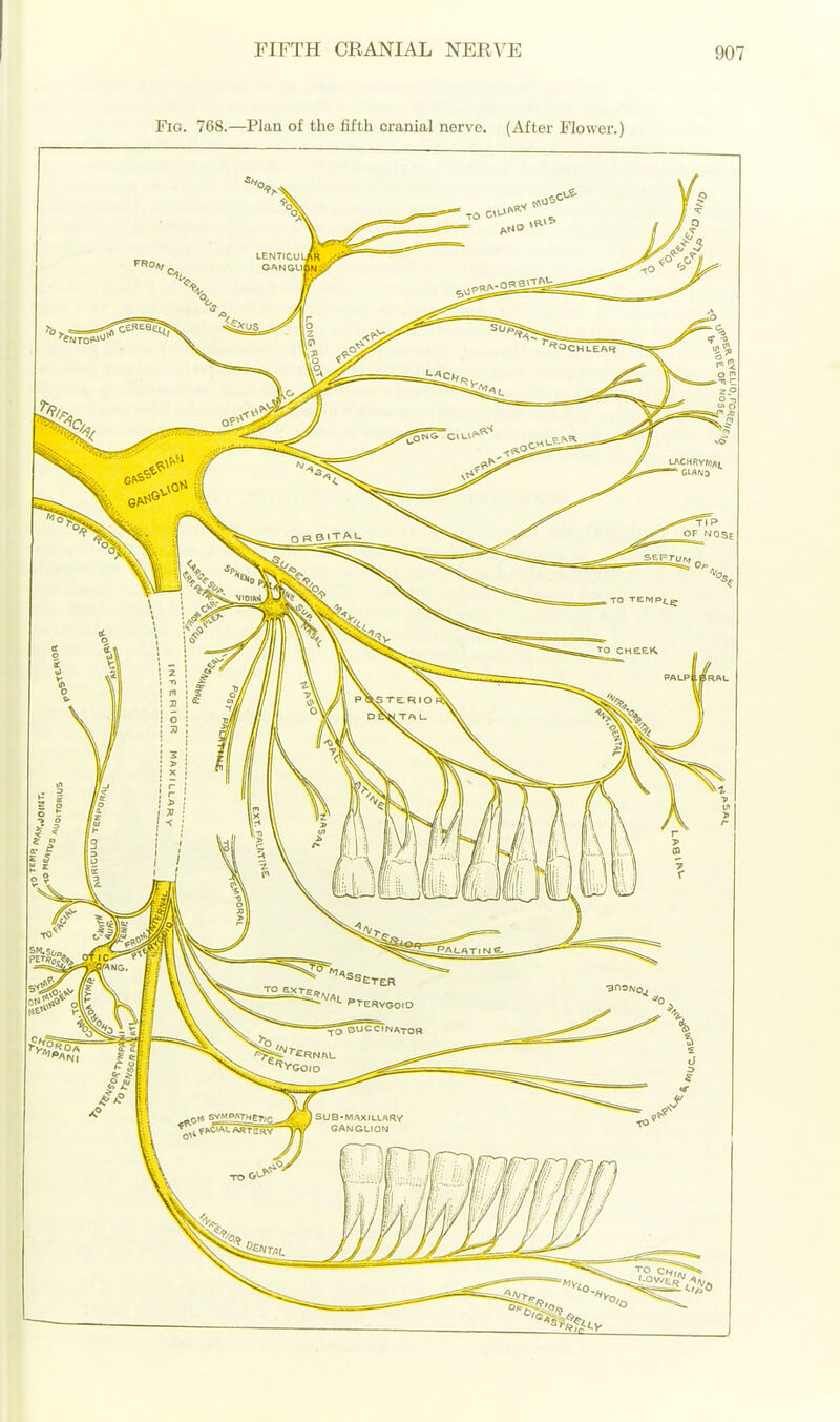 Fig. 768.—Plan of the fifth cranial nerve. (After Flower.)