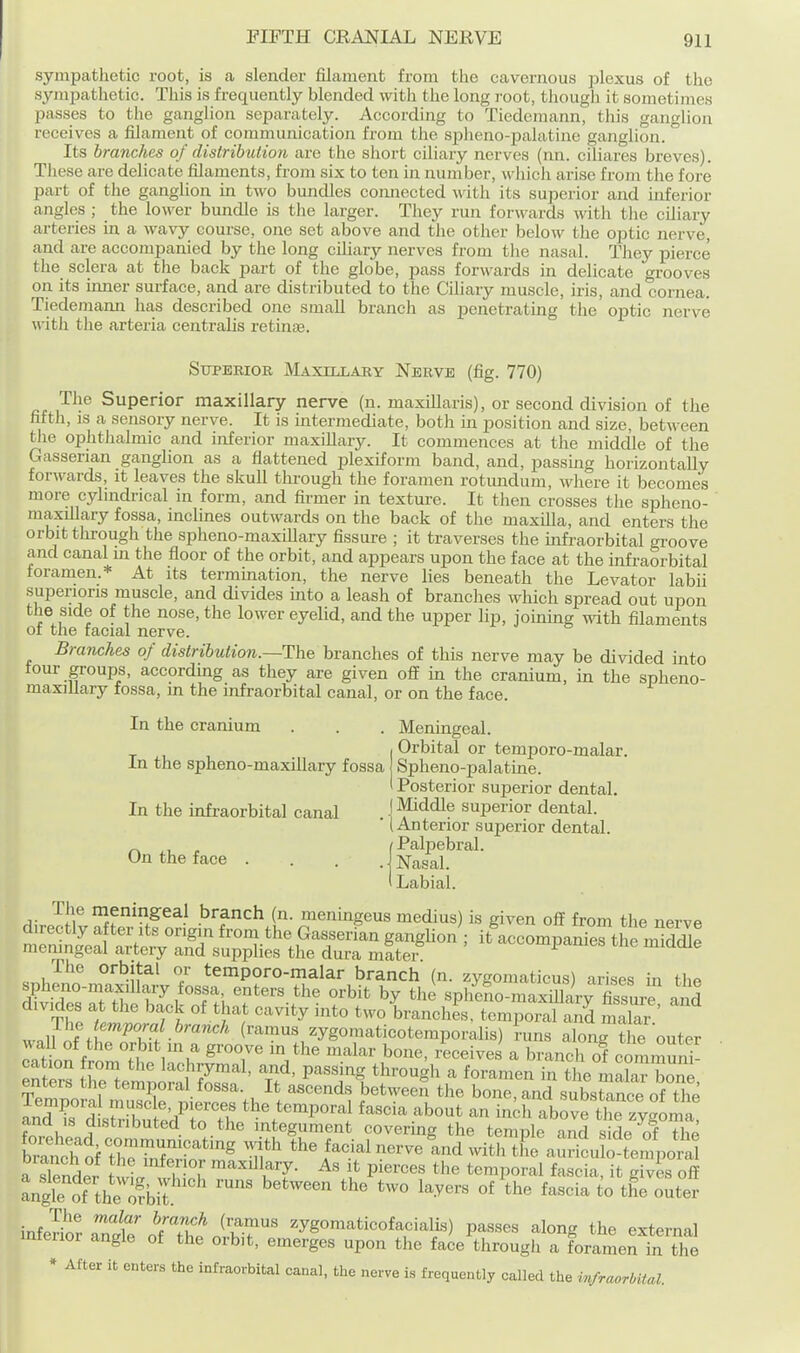 sympatlietic root, is a slender filament from the cavernous plexus of the sympathetic. This is frequently blended with the long root, though it sometimes passes to the ganglion separately. According to Tiedemann, this ganglion receives a filament of communication from the spheno-palatine ganglion. Its branches of distribution are the short ciliary nerves (nn. ciliares breves). Tliese are delicate filaments, from six to ten in number, which arise from the fore part of the ganglion in two bundles comiected with its superior and inferior angles ; the lower bundle is the larger. They run forwards with the ciliary arteries in a wavy com-se, one set above and the other below the optic nerve, and are accompanied by the long cihary nerves from the nasal. They pierce the sclera at the back part of the globe, pass forwards in delicate grooves on its inner surface, and are distributed to the Ciliary muscle, iris, and cornea. Tiedemann has described one small branch as penetrating the optic nerve with the arteria centralis retinae. Superior Maxillary Nerve (fig. 770) The Superior maxillary nerve (n. maxillaris), or second division of the fifth, IS a sensory nerve. It is mtermediate, both in position and size, between the ophthalmic and inferior maxillary. It commences at the middle of the Gasserian ganglion as a flattened plexiform band, and, passing horizontally forwards, it leaves the skull through the foramen rotundum, where it becomes more cylindrical in form, and firmer in texture. It then crosses the spheno- maxillary fossa, inclines outwards on the back of the maxUla, and enters the orbit tlirough the spheno-maxillary fissure ; it traverses the mfraorbital gi-oove and canal m the floor of the orbit, and appears upon the face at the infraorbital foramen.* At its termmation, the nerve lies beneath the Levator labii superioris muscle, and divides mto a leash of branches which spread out upon the side of the nose, the lower eyelid, and the upper lip, joming with filaments of the facial nerve. Branches of distribution.—The branches of this nerve may be divided into four groups, according as they are given off in the cranium, in the spheno- maxillary fossa, in the infraorbital canal, or on the face. In the cranium . . . Meningeal. I Orbital or temporo-malar. In the spheno-maxillary fossa Spheno-palatme. I Posterior superior dental. In the infraorbital canal j Middle superior dental. (Anterior superior dental. Palpebral. . \ Nasal. On the face Labial. T e meningea branch (n. meningeus medius) is given off from the nerve directly a tents origin from the Gasserian ganglion ; it accompanie^the mMcJe meningeal artery and supplies the dura mtter ^ The orbital or temporo-malar branch (n. zygomaticus) arises in the spheno-maxillary fossa enters the orbit by the spheno-maxilllry fissure and divides at the back of that cavity into two branches, temporal Sd inakr ' v.J^.T'^T -^''^' (ramus zygomaticotemporalis) !-uns along the outer vv^U of the orbit in a groove m the malar bone, receives a branch of coramunT cation from the lachrymal, and, passing through a foramen in tl e mX-bZ Tem^oarS^^^ aiJd is d sS bu^^^^^^^^ the temporal fascia about an inch above the zygoma, I, aistiibuted to the integument covering the temple and side of the br^thlrrSr'^^ ^^^ the facial nerve Ld with tL auritbtmpo7a1 Tslender fwH. K ^^^^^tl' I* ^he temporal fascia, it gives off Lgle of the ;jbi? the outer infeSraTrie^^Thf nthT' ^^^''^^'^'^^^f^^^) Passes along the external mreiior angle ot the orbit, emerges upon the face through a foramen in the » After it enters the infraorbital canal, the nerve is frequently called the infTooTbital.