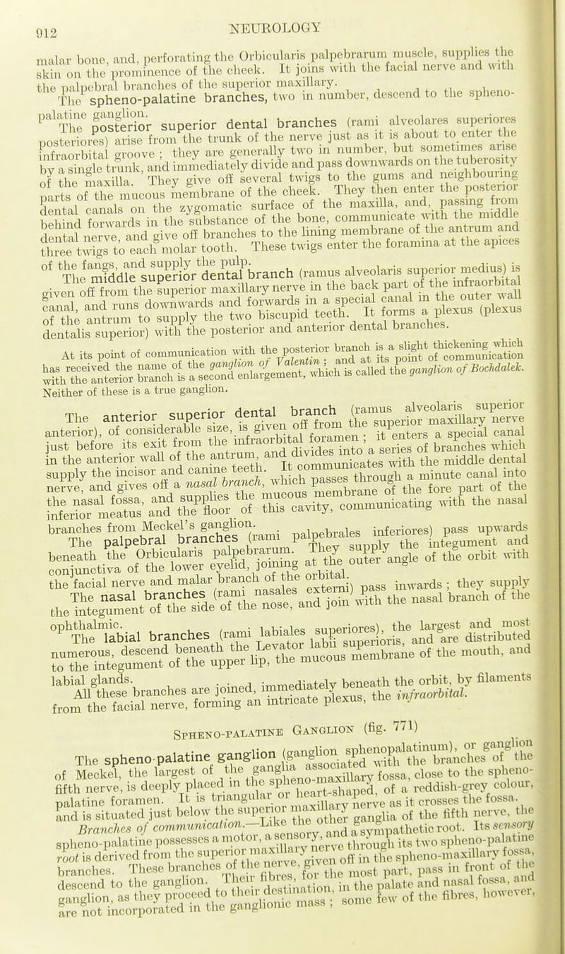 malar bone, and, perforating the Orbicularis palpebrarum muscle, supplies the S on tlie prominence of the cheek. It joins with the facial nerve and with the naluebral branches of the superior maxillary. ■, ^ ^, , The spheno-palatine branches, two in number, descend to the spheno- ^^^The SsterTor superior dental branches (rami alveolares superiores poste ior^s) arise from the trunk of the nerve just as it is about to enter the nfram^b ta amove ; tliey are generally Uvo in number, but sometimes arise bv a SnX tmnk and immediatlly divide and pass doM-nwards on the tuberosity of^aiTSax lk They give off Several twigs to the gums and neighbourmg miS ofX mucous me!nbrane of the eheek. They then ent^r the posterior dental cana^ zygomatic surface of the maxilla, and, passing from Knd f™^^^^^ of the bone, communicate ^vrth the midcUe de tal nerve a^^ give ofl' branches to the lining membrane of the antrum and tSie t^%^to eac^^ tooth. These twigs enter the foramina at the apices tJSdtfsup^ell^rter^^^^^ (ramus alveolaris superior medius) is given ofTf om the supenor maxiUary nerve m the back P-VL'l\:eori-^il fanal, and runs dowmvards and forwards in a special ca.ial m e ^ute ^^^^^^ of th; antrum to supply the two ^iscupid teeth. It foim^^^^^^^^^ (piexu. dentalis superior) with the posterior and anterior dental branches. At its point of communication ^th the posterior branch ^^^^^^^^ Neither of these is a true ganglion. The anterior superior dental branch j^J^^J^'S^ anterior), of eonriderable '^^■.e^ZtlfivZen 7en a speeii canal just before its exit from the SMi^^ of branches which L the anterior waU of the ^^^''^^^'^-J^ ^^^^^ middle dental s^?a'^dSt;^fr^.r^t^vSch^£^^^^ --*ti:^%f°tttwer efdS St^'^ the facial nerve and malar branch of the oibitaL ^ nt'tbial branches <rami labiales ^^^J^^^ alsWhSd ^oThriSe.tr.l^orthri'^p'^l^UptThrJ of month, and '^'K:branches are joined, ^■^'^J^t^Z^^'^ from the facial ner»e, forming an intricate plexus, rue J SPHENO-PALiTIKK QaNOLIOS (flg- 1) The spheno-palatine S^n^Uon (^n^on ^hen^^^^^ of Meckel, the largest of ^'^^ .^^'if^^^'Z^^'Y fossa, close to the spheno- fifth nerve, is deeply placed in tl ^^^^f,^^^^ shaped, of a reddish-grey colour, palatine foramen. It is ^n^n^ ° ^^^^^^^^^^ as it crosses the fossa and is situated just below the super oi ^^^^ f^ the fifth nerve, the Branches of commumcahon -Uke ihe^^^^ Its sen-so^y spheno-palatine possesses a motor, a ^P/^J;^'^f^^^^ its two spheno-palatnie 7oot is derived from the ^^l-^^!'! ^^^l^^^^^^ spheno-maxillary fossa branches. These branches of the neiN e,^^^^^^ en .^^ , j t h rlpqppnd to the gfinghon. iheu noies, lui inlate and nasal fossa, ano