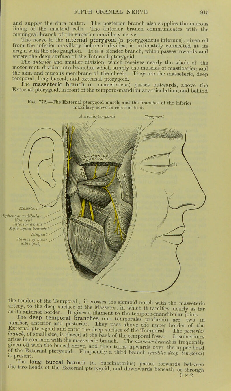 and supply the dura mater. The posterior branch also supplies the mucous lining of the mastoid cells. The anterior branch communicates with the meningeal branch of the superior maxillary nerve. The nerve to the internal pterygoid (n. pterygoideus internus), given off from the inferior maxillary before it divides, is intimately connected at its origin with the otic ganglion. It is a slender branch, which passes inwards and enters the deep surface of the Internal pterygoid. The anterior and smaller division, wliicli receives nearly the whole of the motor root, divides into branches which supply the muscles of mastication and the skin and mucous membrane of the cheek. They are the masseteric, deep temporal, long buccal, and external pterygoid. The masseteric branch (n. massetericus) passes outwards, above the External pterygoid, m front of the temporo-mandibular articulation, and behind Eio. 772.—The External pterygoid muscle and the branches of the inferior maxillary nerve in relation to it. Auriculo-temporal Temporal the tendon of the Temporal; it crosses the sigmoid notch with the masseteric artery, to the deep surface of the Masseter, in which it ramifies nearly as far as Its anterior border. It gives a filament to the temporo-mandibular joint. ihe deep temporal branches (nn. temporales profundi) are two in number anterior and posterior. They pass above the upper border of the External pterygoid and enter the deep surface of the Temporal. The posterior branch, of small size, is placed at the back of the temporal fossa. It sometimes arises m common with the masseteric branch. The anterior branch is frequentlv given off with the buccal nerve, and then turns upwards over the upper head i's present pterygoid. Frequently a third branch (middle deep temporal) The long buccal branch (n. buccinatorius) passes forwards between the two heads of the External pterygoid, and downwards beneath or through 3 N 2