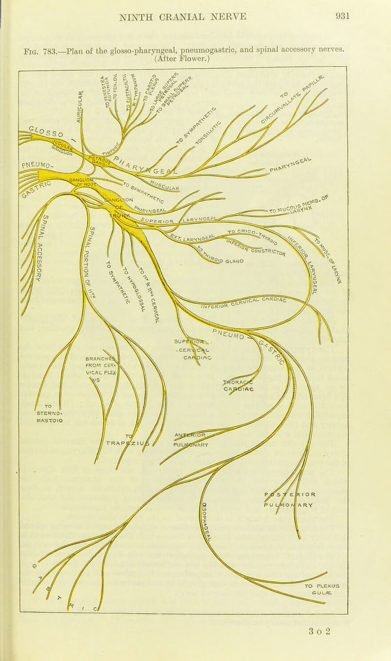 Fig. 783.—Plan of the glosso-pharyngeal, pneumogastric, and spinal accessory nerves. (After Flower.) 3 o 2