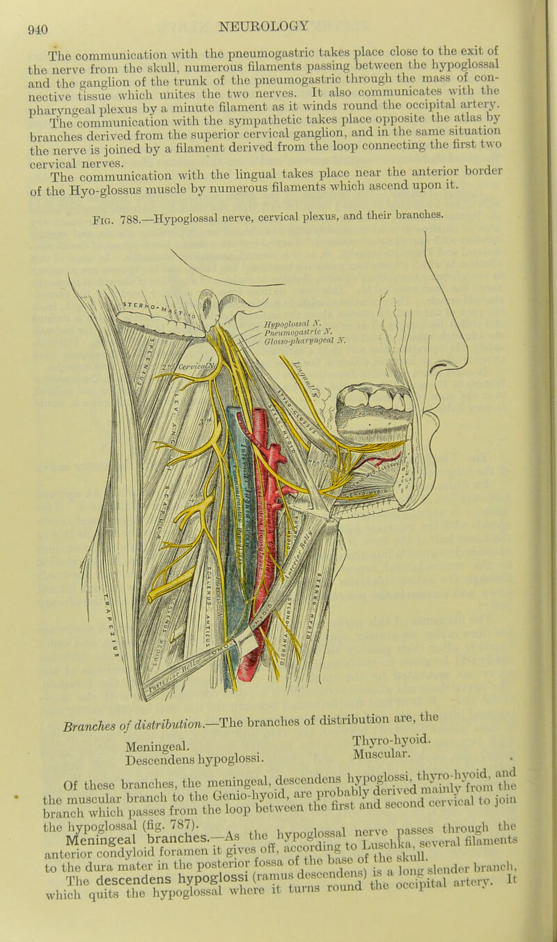 The communication with the pneumogastric takes place close to the exit of the nerve from the skull, numerous filaments passing between the hypoglossal and the anglion of the trunk of the pneumogastric through the mass of con- nective tissue which unites the two nerves. It also communicates with the pharyngeal plexus by a minute filament as it winds round the occipital arteiy. The^communication with the sympathetic takes place opposite the atlas by branches derived from the superior cervical ganghon, and in the same situation the nerve is jomed by a filament derived from the loop connectmg the first two cervical nerves. , , , i.i i. • i j„„ The commmiication with the Ungual takes place near the anterior border of the Hyo-glossus muscle by numerous filaments which ascend upon it. Fig. 788.—Hypoglossal nerve, cervical plexus, and their branches. Branches of distribution.-The branches of distribution are, the Meningeal. Descendens hypoglossi. Thyro-hyoid. Muscular. Of these branches, the -ningeal, descendens hypoglo^^^^^ ^'^^S^f ^b?a^c^s.^A. the hyp— ..on. pa^^^ anterior condyloid foramen it gives off, ^uig to Lusclilv^^^^ to the dura niter in the posterior fossa of the base ^^^e kuU ^^^^^^ The descendens hypoglossi (ranuis descendens) is a Jon^^^^^^^ which quits tlie hypoglossal where it turns round the occipital