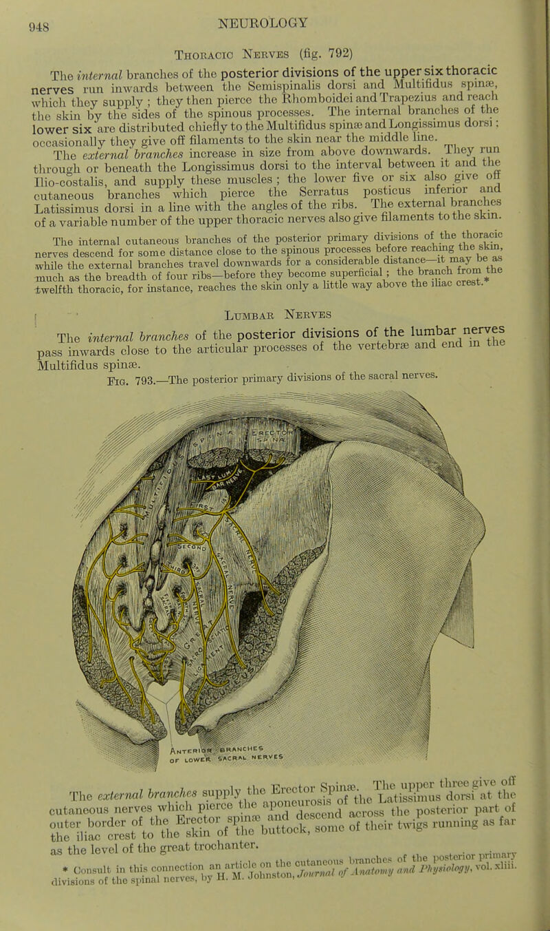 Thoracic Nerves (fig. 792) The internal branches of the posterior divisions of the upper six thoracic nerves run inwards between the Semispinalis dorsi and Multifidus spinae, which they supply ; they then pierce the Rhomboidei and Trapezius and reacli the skin by the sides of the spmous processes. The internal branches of the lower six are distributed chiefly to the Multifidus spinae and Longissimus dorsi; occasionally they give off filaments to the skin near the middle luie. The external branches increase in size from above downwards, ihey run through or beneath the Longissimus dorsi to the interval between it and the Ilio-costalis, and supply these muscles ; the lower five or six also give ott cutaneous branches which pierce the Serratus posticus inferior and Latissimus dorsi in a line with the angles of the ribs. The external branches of a variable number of the upper thoracic nerves also give filaments to the skin. The internal cutaneous branches of the posterior primary divisions of the thoracic nerves descend for some distance close to the spinous processes before reachmg the skm, while the external branches travel downwards for a considerable distance-it may be as much as the breadth of four ribs-before they become superficial ; the branch fro^ the Iwelfth thoracic, for instance, reaches the skm only a little way above the ihac crest. Lumbar Nerves The internal branches of the posterior divisions of the lumbar nenje^ pass inwards close to the articular processes of the vertebr* and end in the Multifidus spinse. j'jQ^ 793.—The posterior primary divisions of the sacral nerves. Anterior,' BR or LOWER 4ACRM. NERVES The e.ter,u.l branches supply the Erector Spina. T^- ujipe^^ cutaneous nerves whbh pierce the -l^-^^l^:'^^^^^^^ part of as the level of the great trochanter.